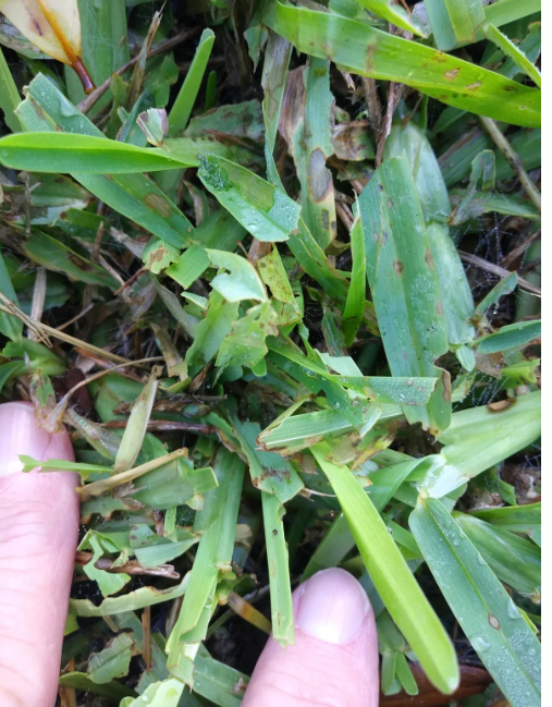 Sod Webworms in Houston St. Augustine Lawns: How to Find, Treat, and Repair the Damage