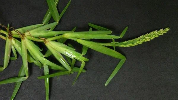 St. Augustine Grass Seed Heads: What They Are, What They're Not, and How Your Lawn Actually Gets Thicker