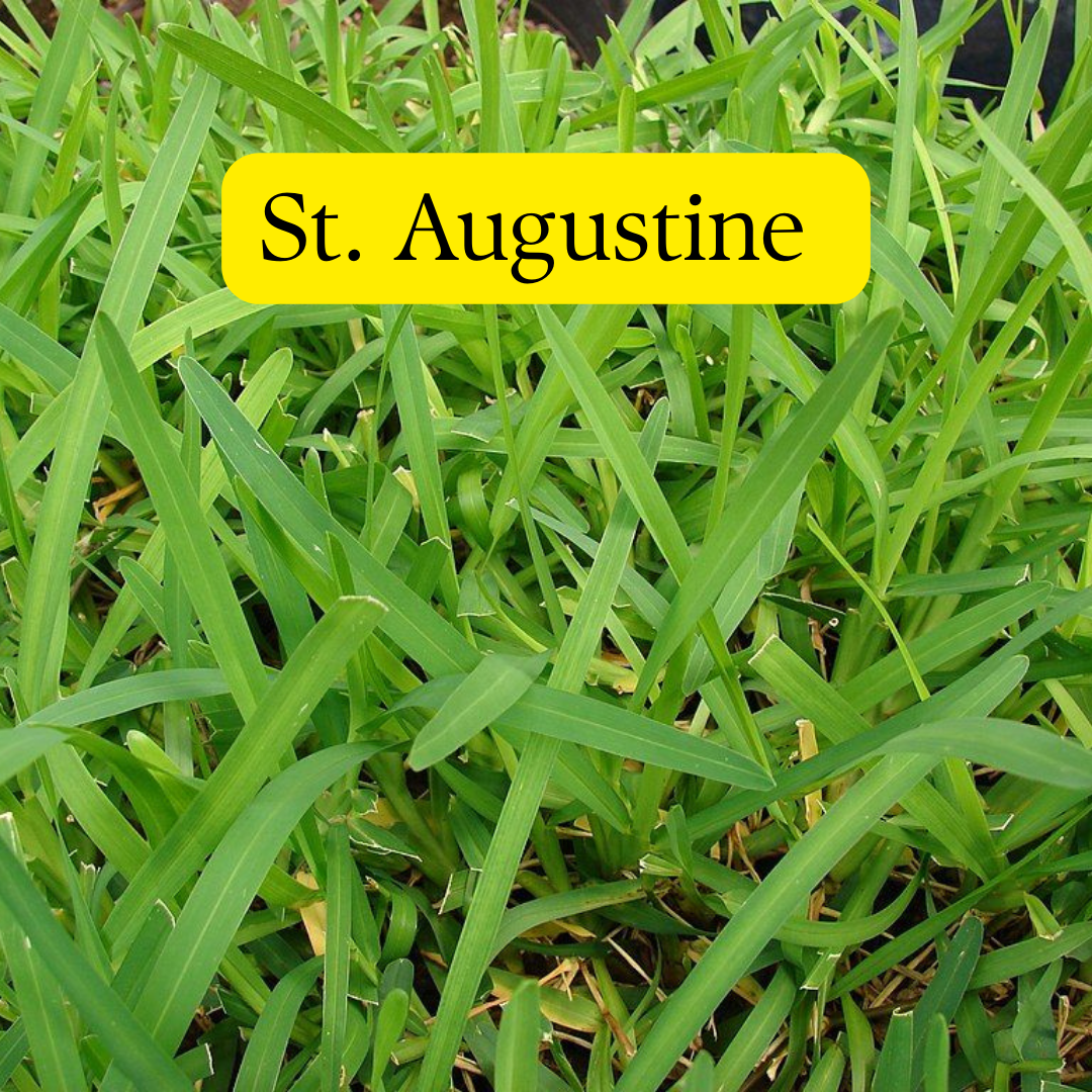 If St. Augustine Seeds Are Sterile, How Does Sod Even Exist?