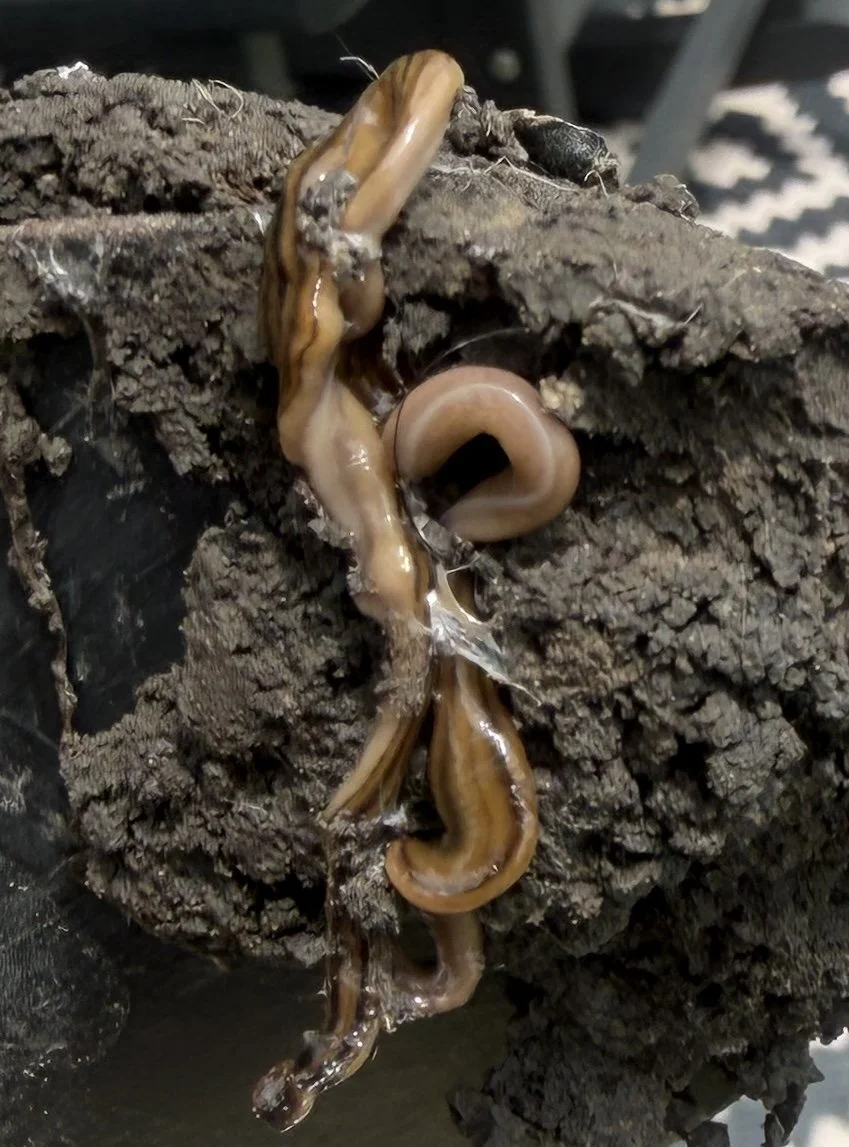 Hammerhead Worms in Houston: How to Identify and Kill This Invasive Garden Predator