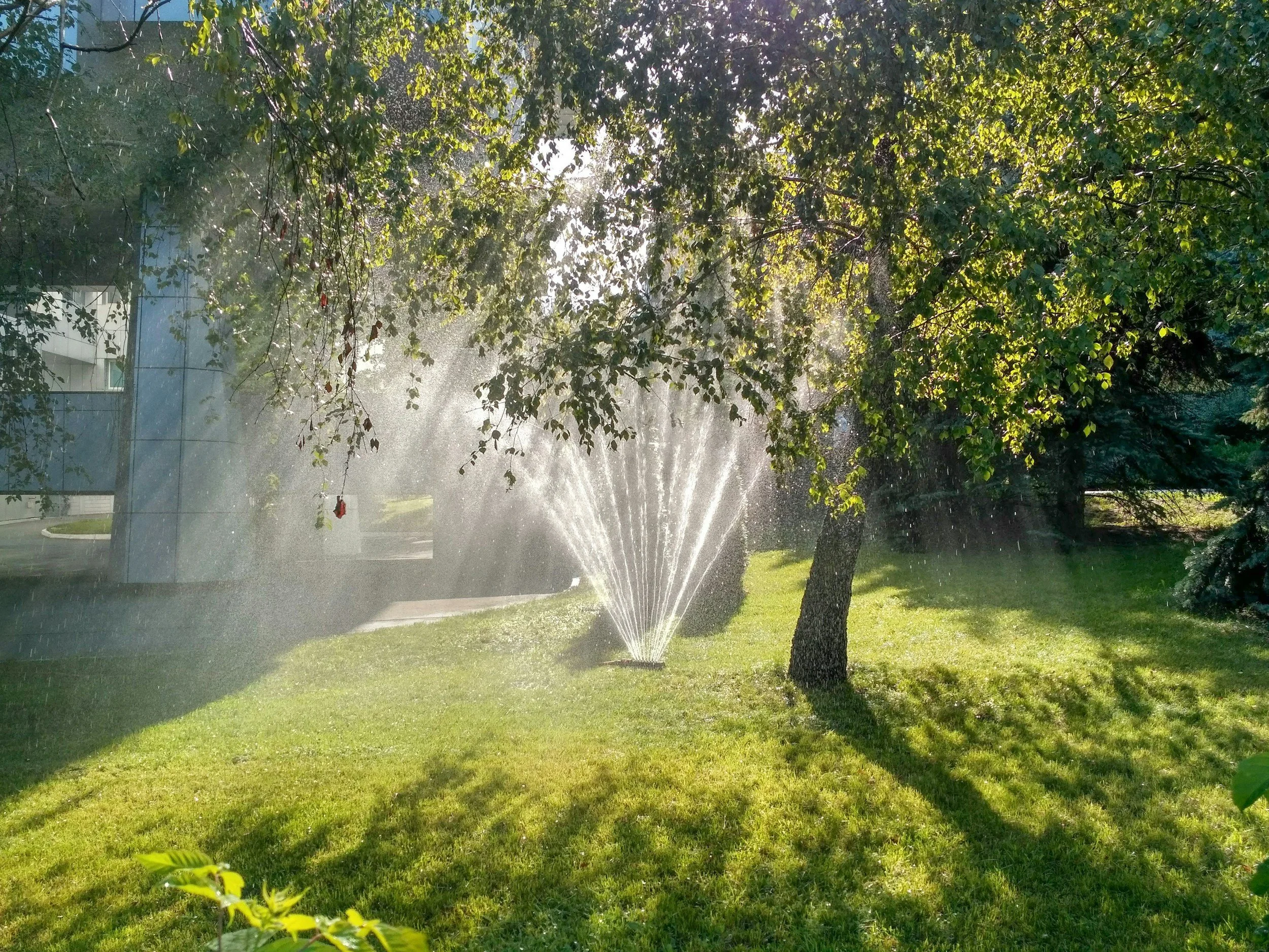 The Houston Summer Watering Schedule
