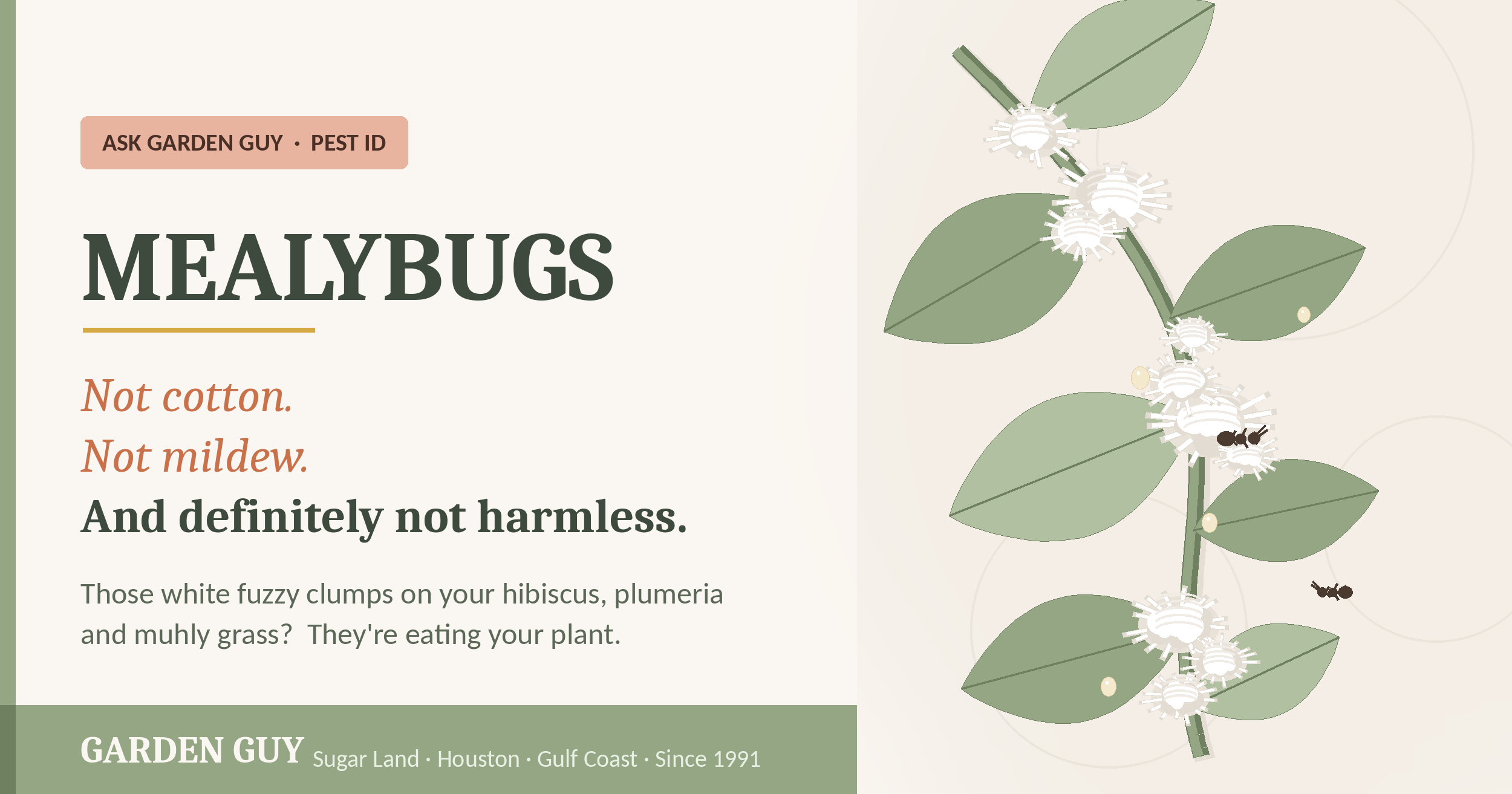 Mealybugs in Houston: How to Identify and Get Rid of Them 