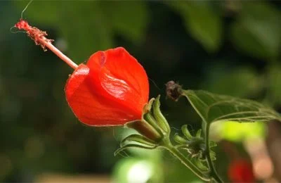 Turk's Cap is a native Texas shrub that we love to plant