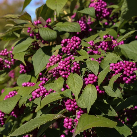 American Beautyberry: Clusters of purple American beautyberry fruit providing food for birds in a Houston garden.