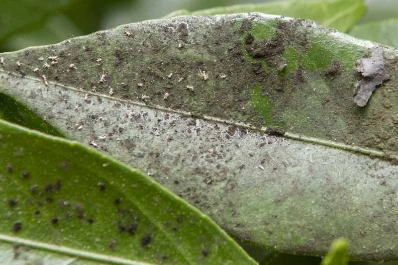 Black sooty mold on leaves caused by mealybug honeydew