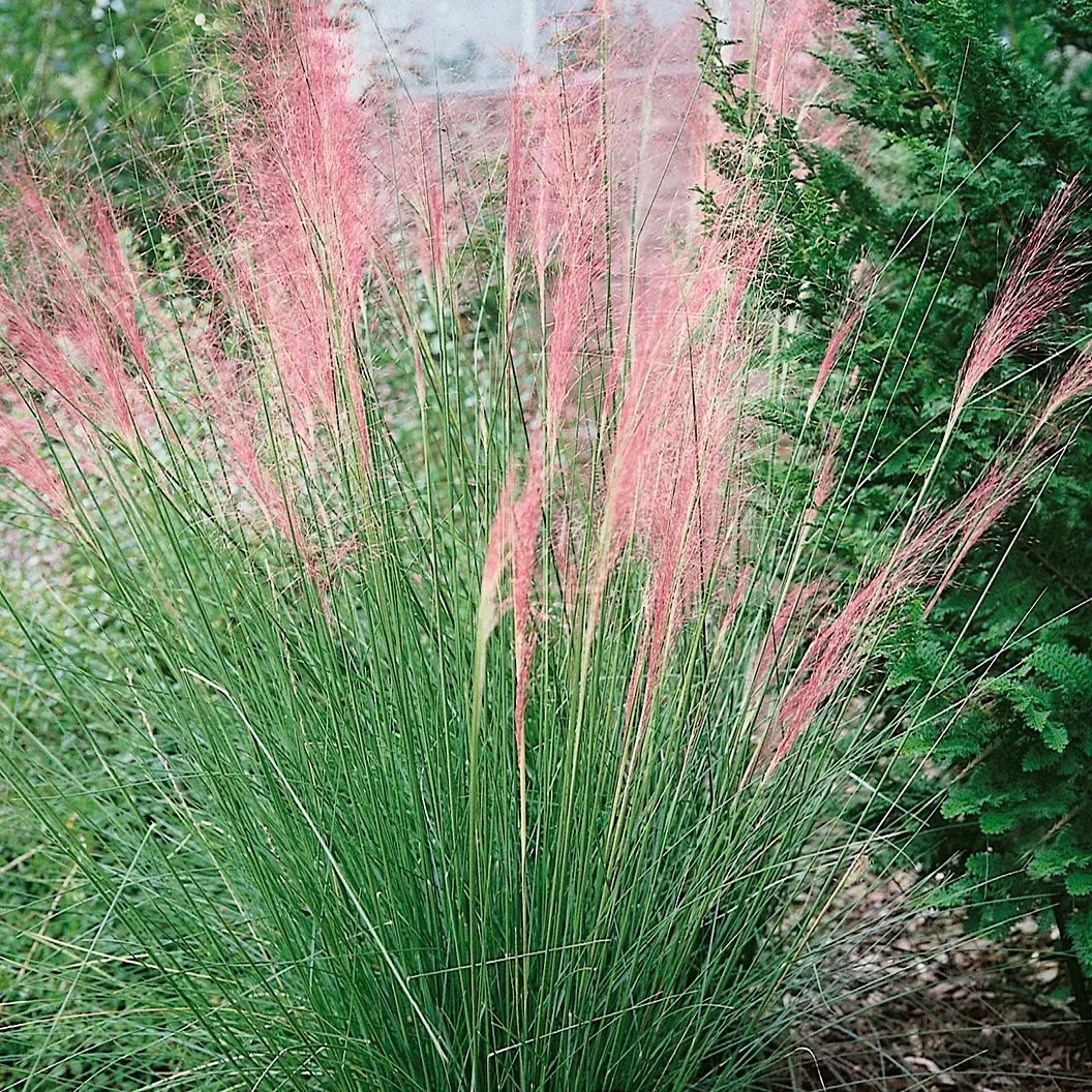 Pink Muhly Grass Garden Guy Houston