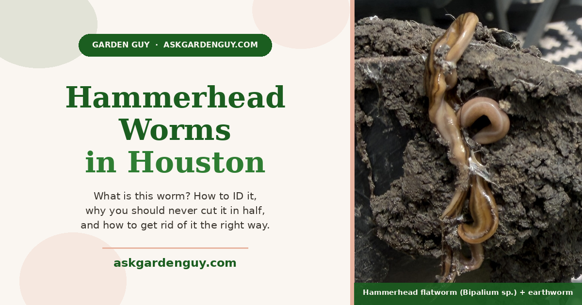 Hammerhead flatworm with a striped tan body coiled next to an earthworm on soil in a Houston garden