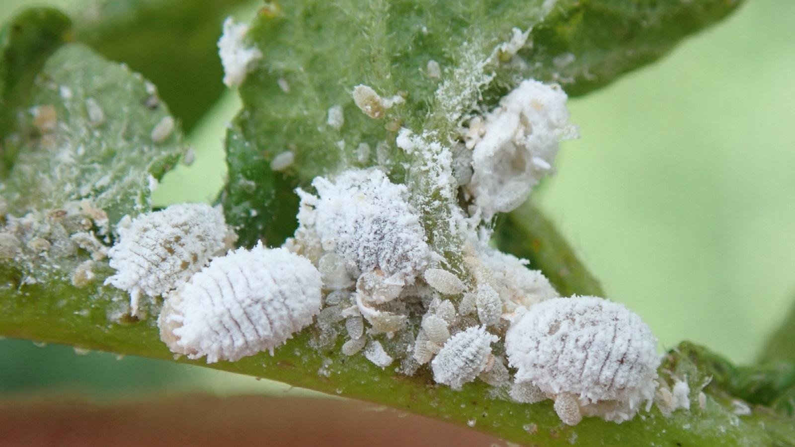 hite cottony mealybugs clustered on a hibiscus stem in a Houston garden