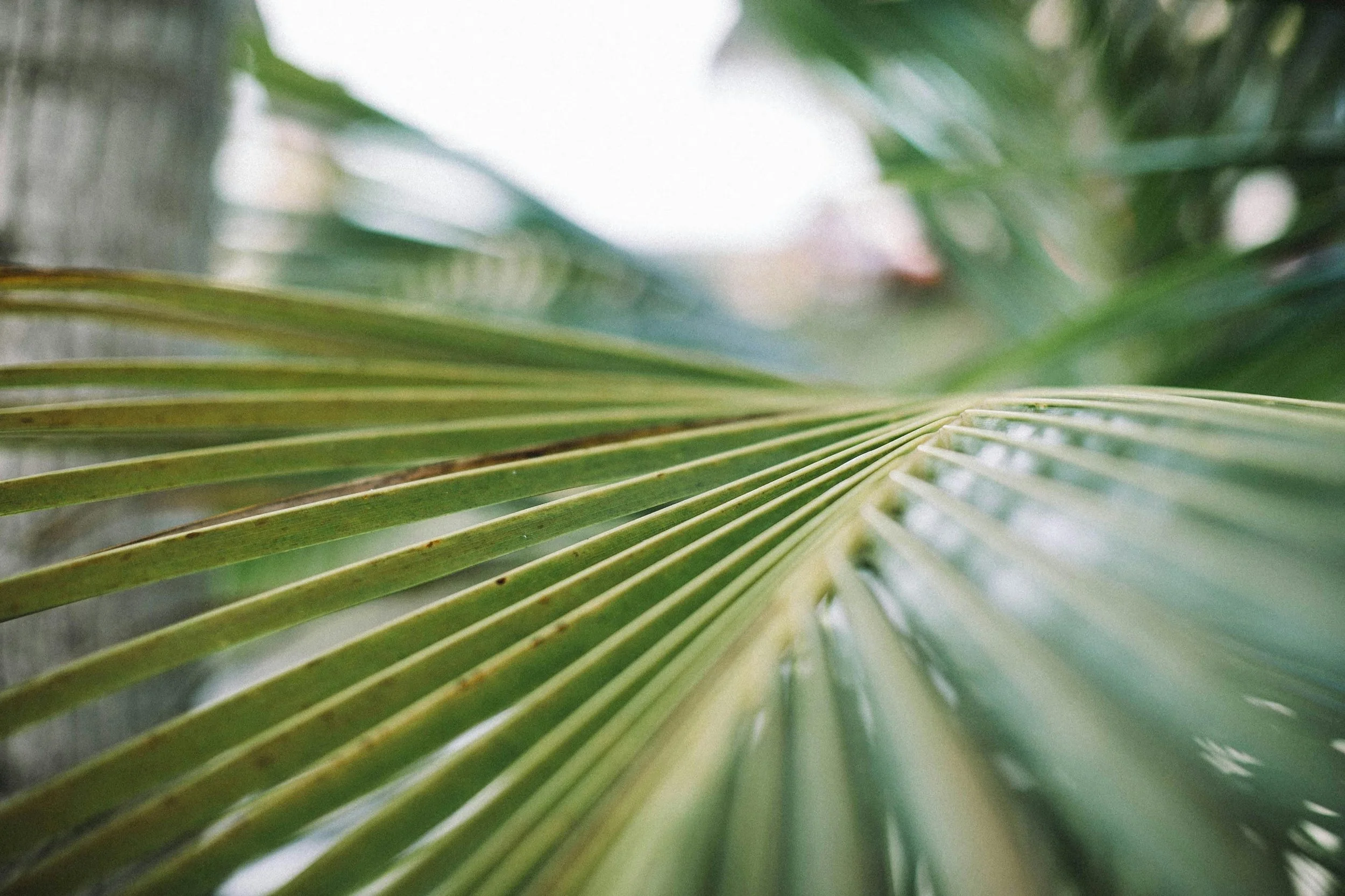 Houston Gardening Alternatives to sago palms