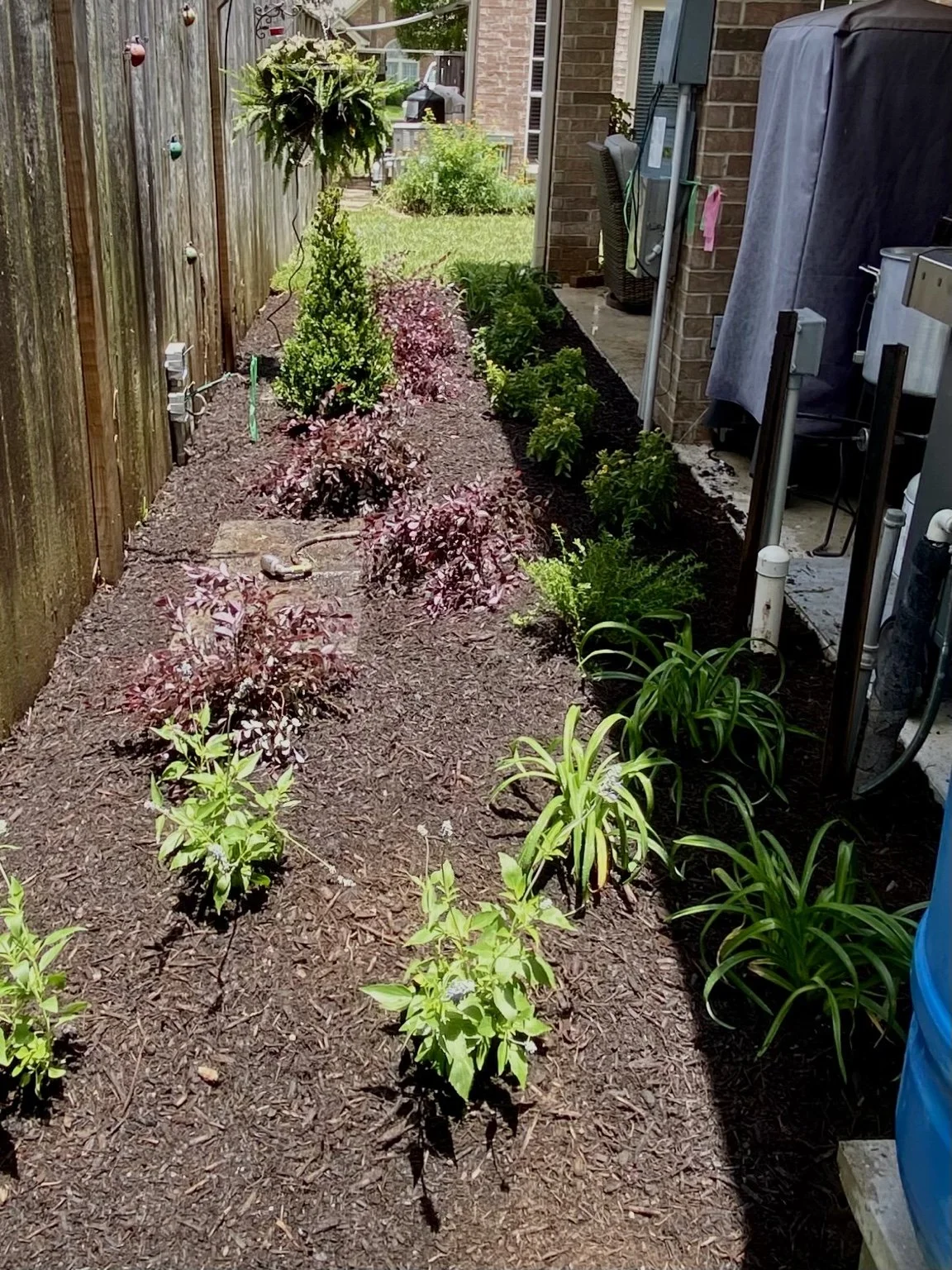 Low maintenance Gulf Coast landscape bed with loropetalum boxwood and daylilies beside patio in Greatwood Sugar Land