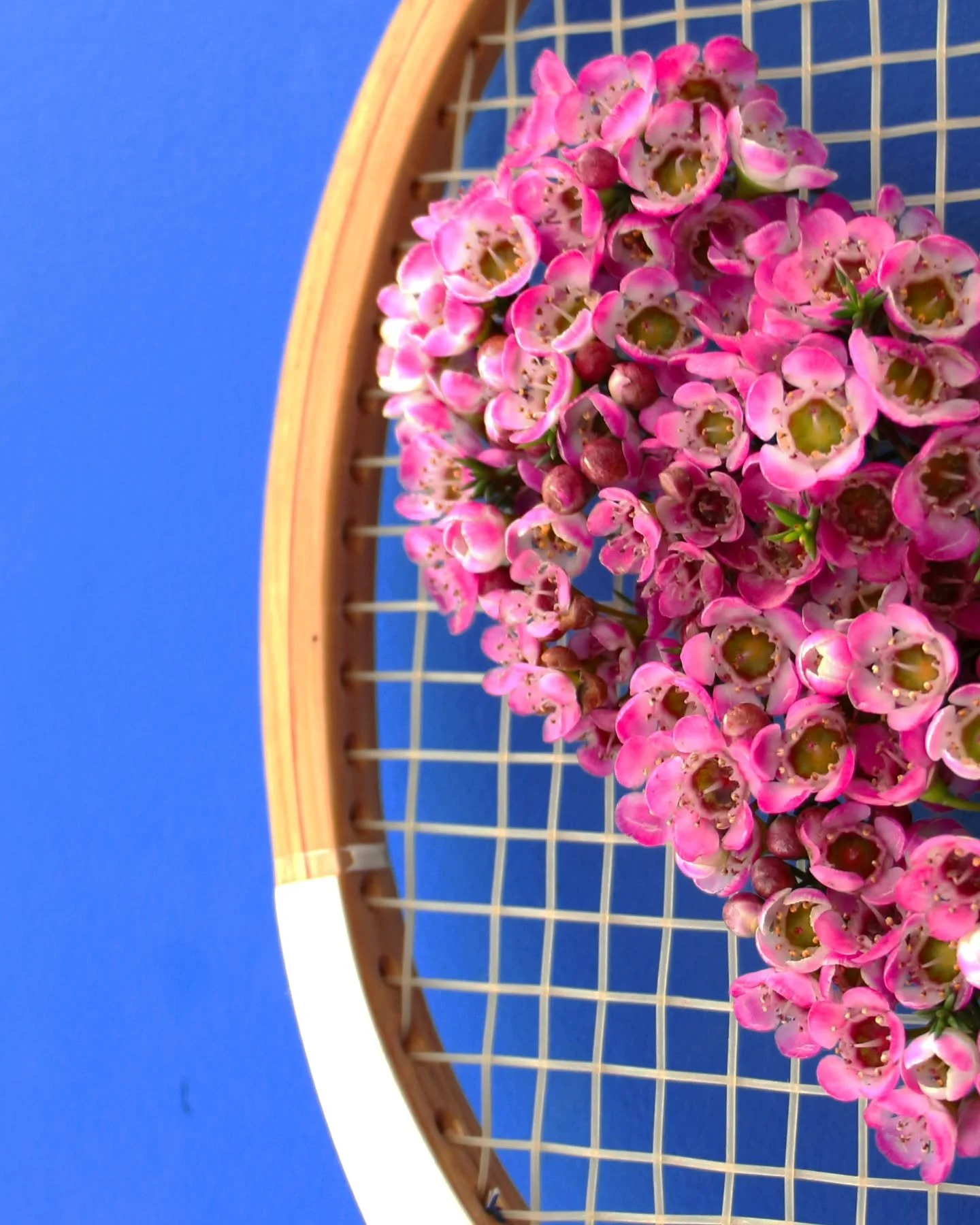 Offrez-moi des fleurs 🌸 il y a de forte chance qu'elles finissent sur une raquette vintage 🫣🤷&zwj;♀️

Fleurs @margueriteetcoquelicot13