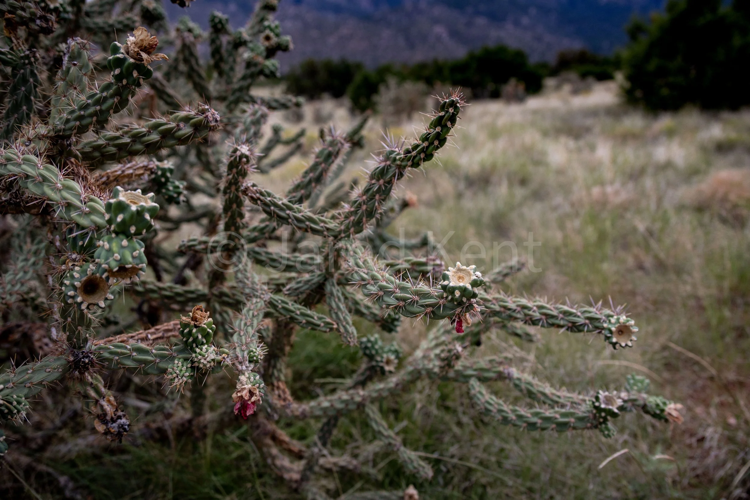 Sunrise Cactus - Compressed and Watermarked.jpg