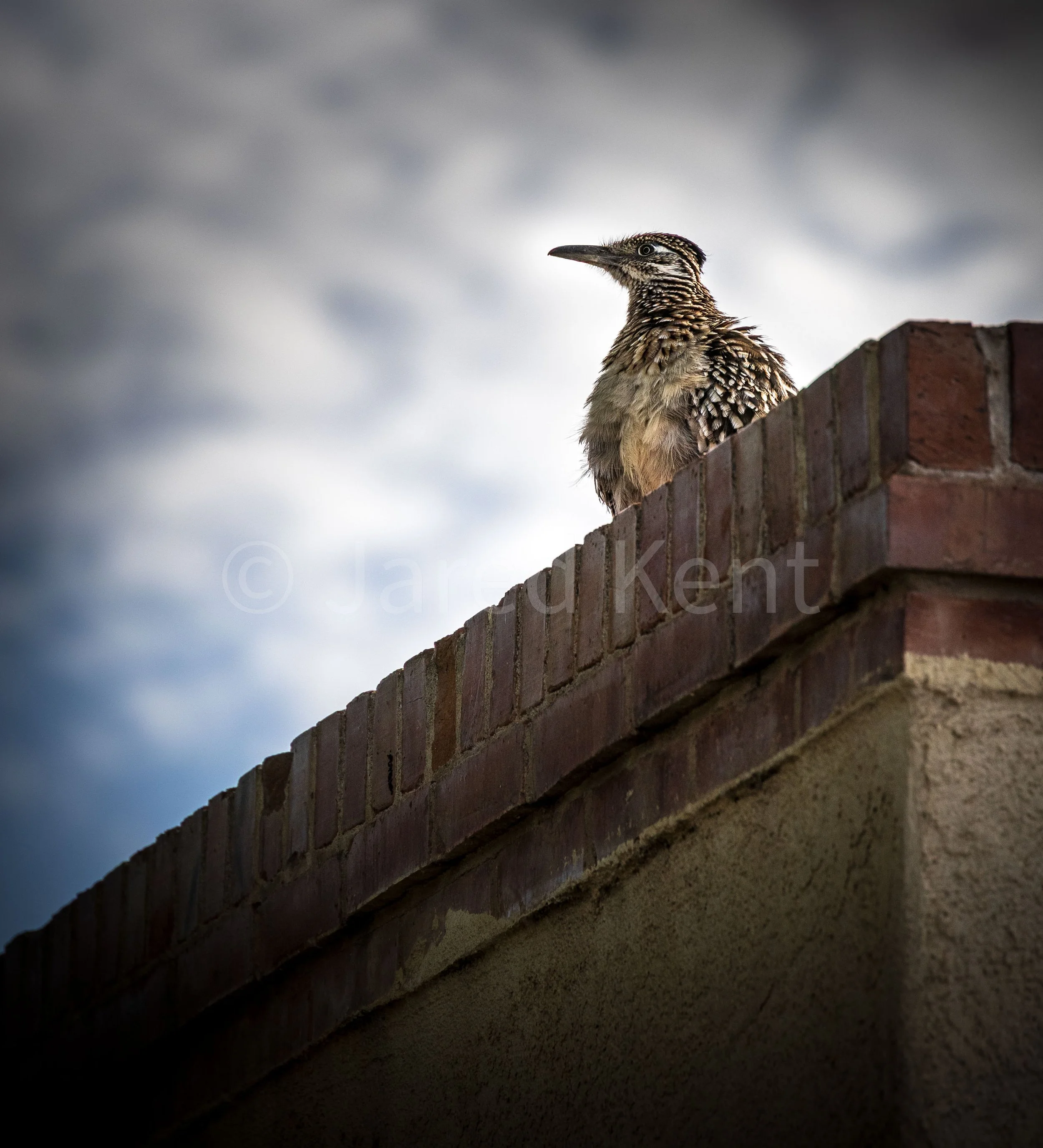 Roadrunner on Roof - Compressed and Watermarked.jpg
