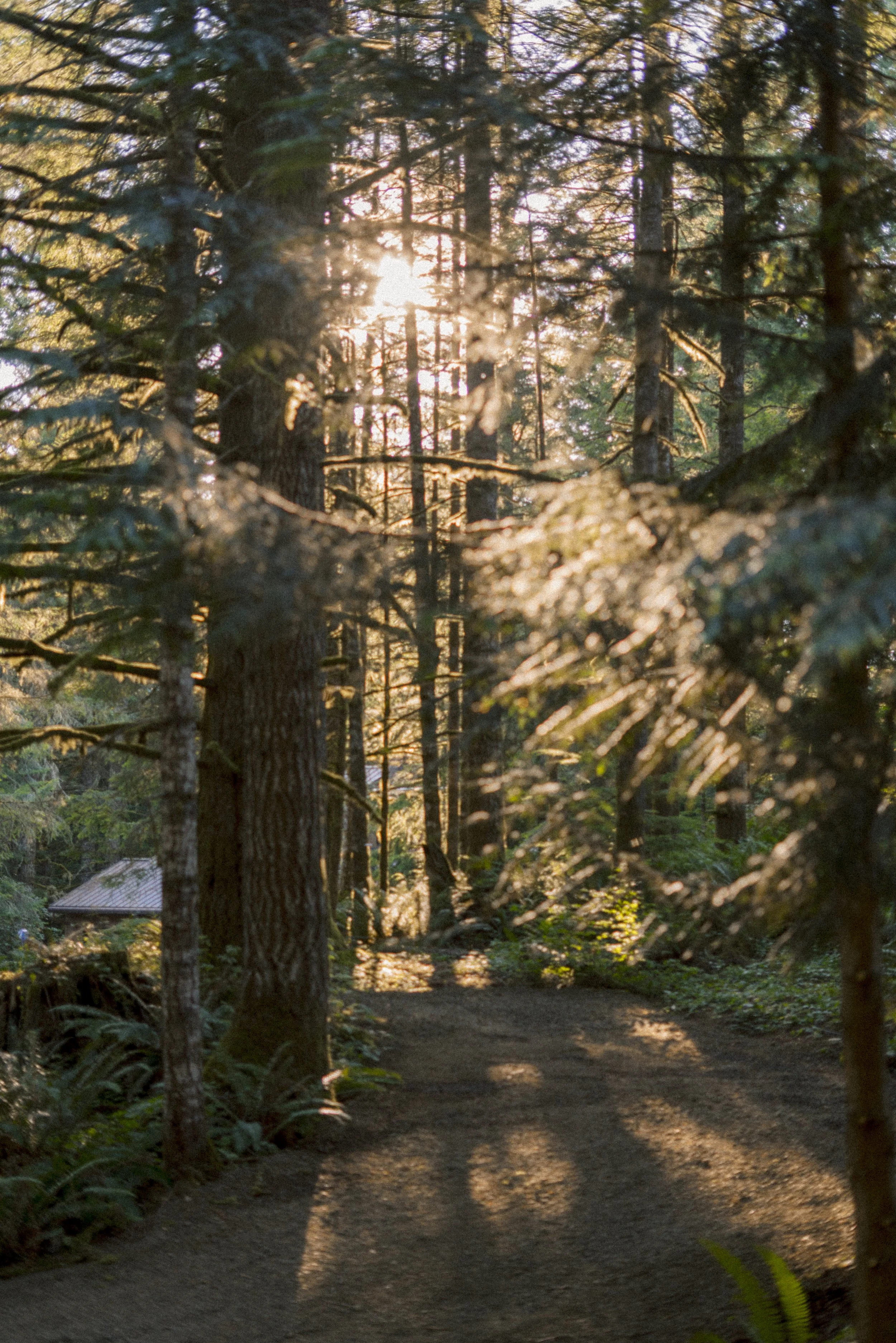 Sunlight filtering through tall trees along a woodland path