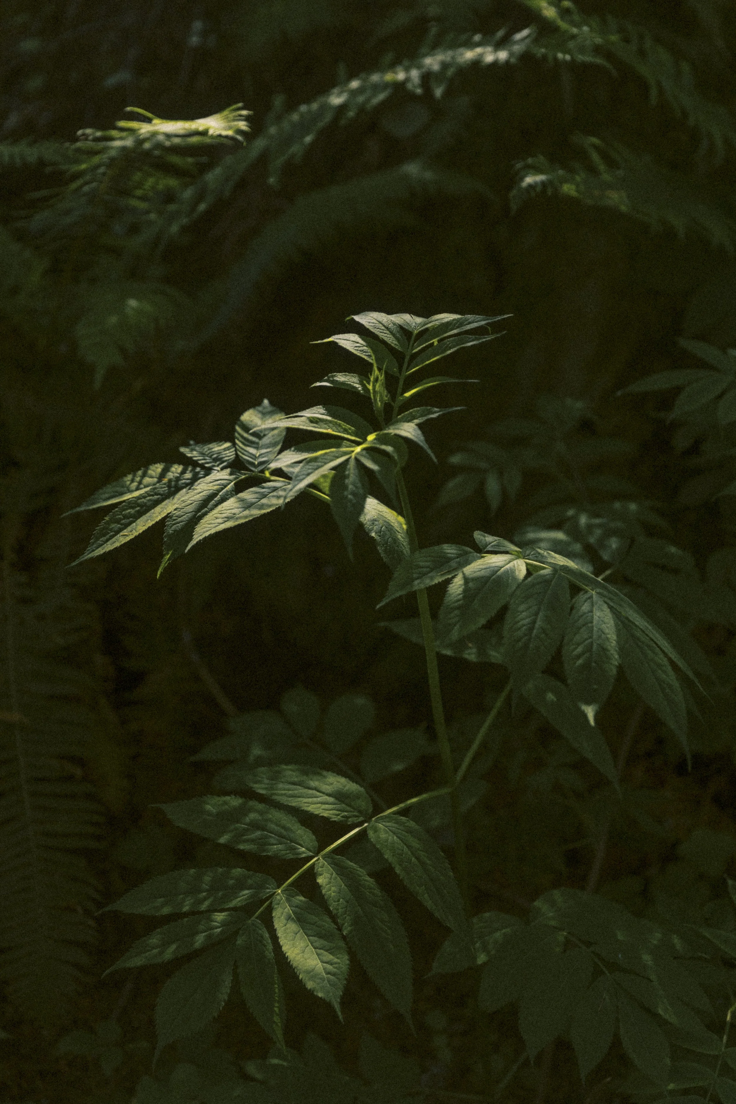 Lush ferns and leafy undergrowth on the wooded property