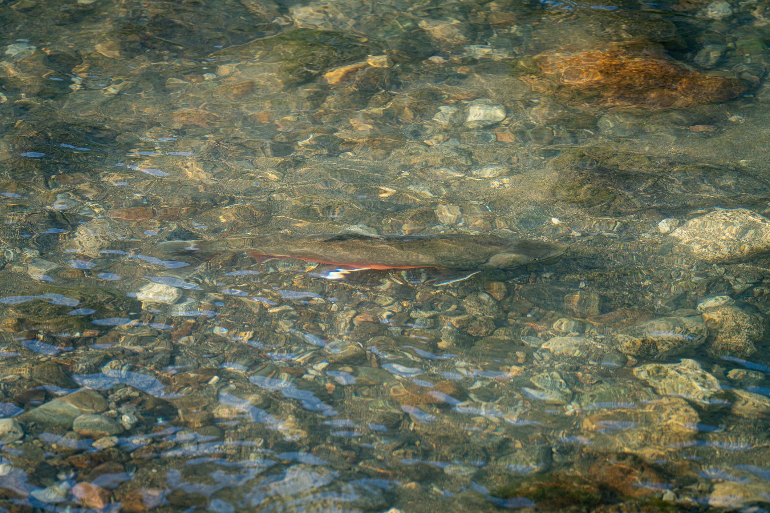 Eqaluk takusinnaaviuk?