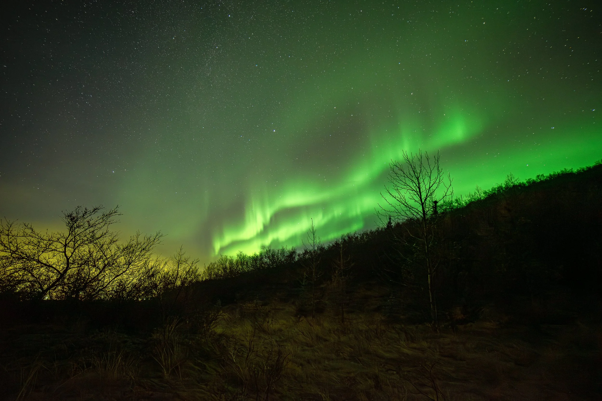 Narsarsuup orpeqarfianiit / Northern light among the forrest in Narsarsuaq