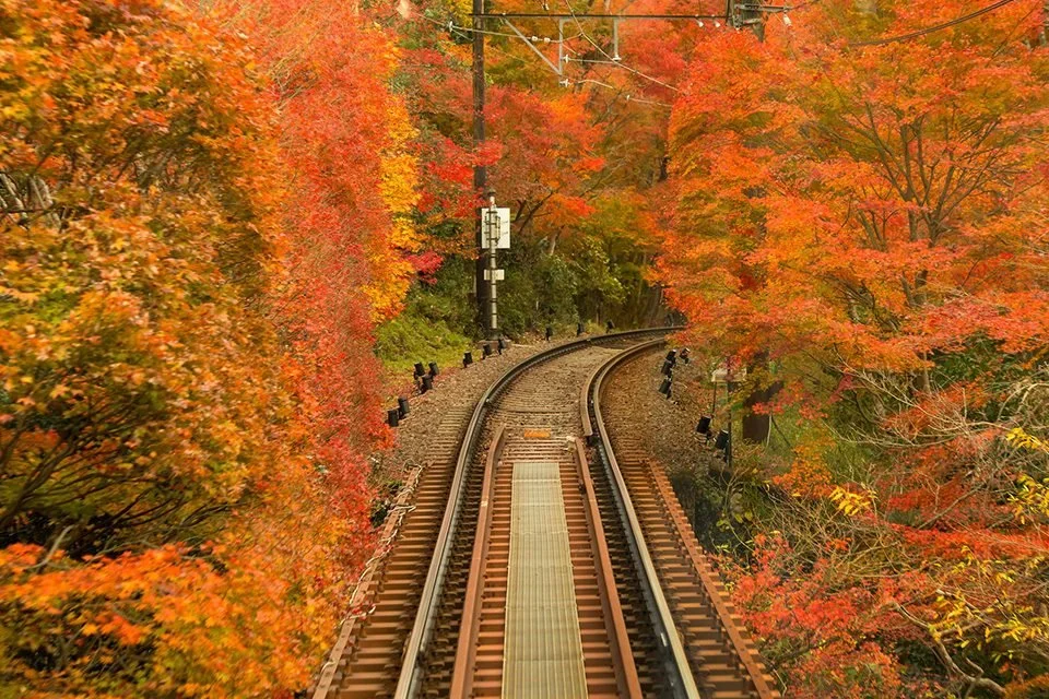 もみじのトンネル.jpg
