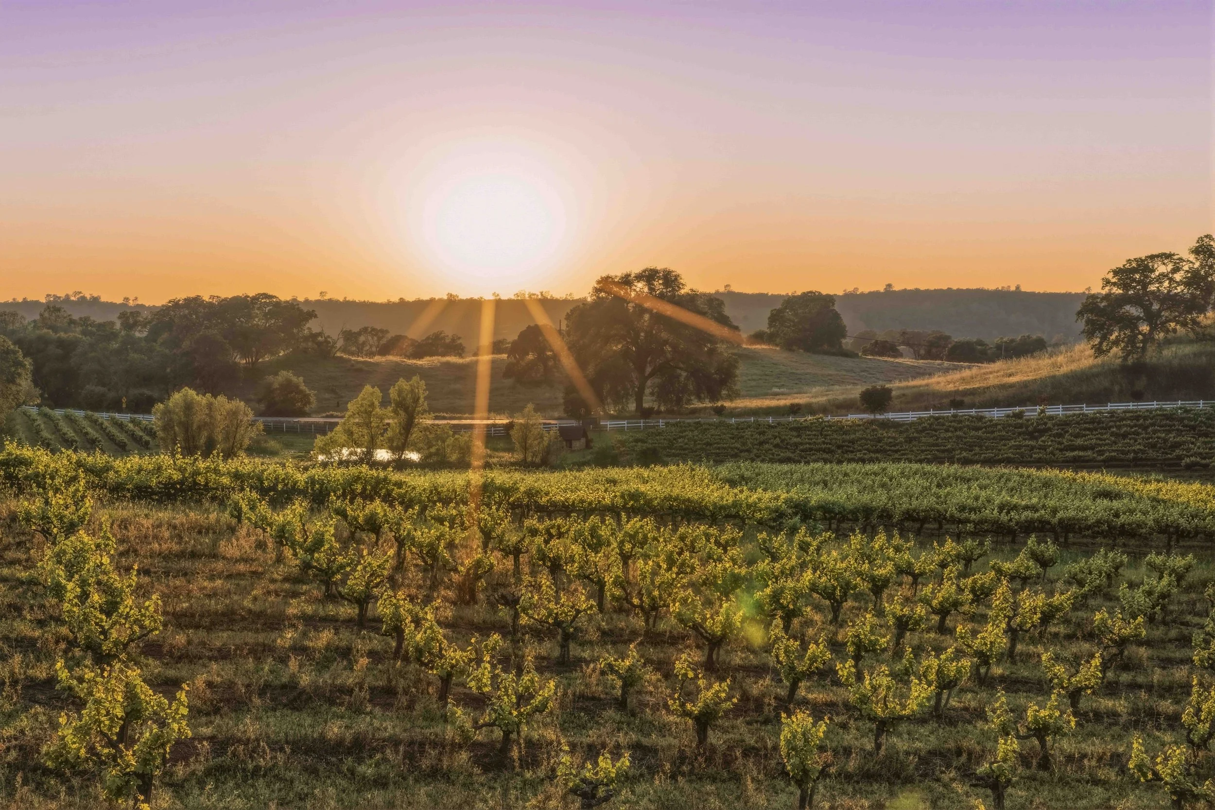 Youngs Vineyard 6.jpg
