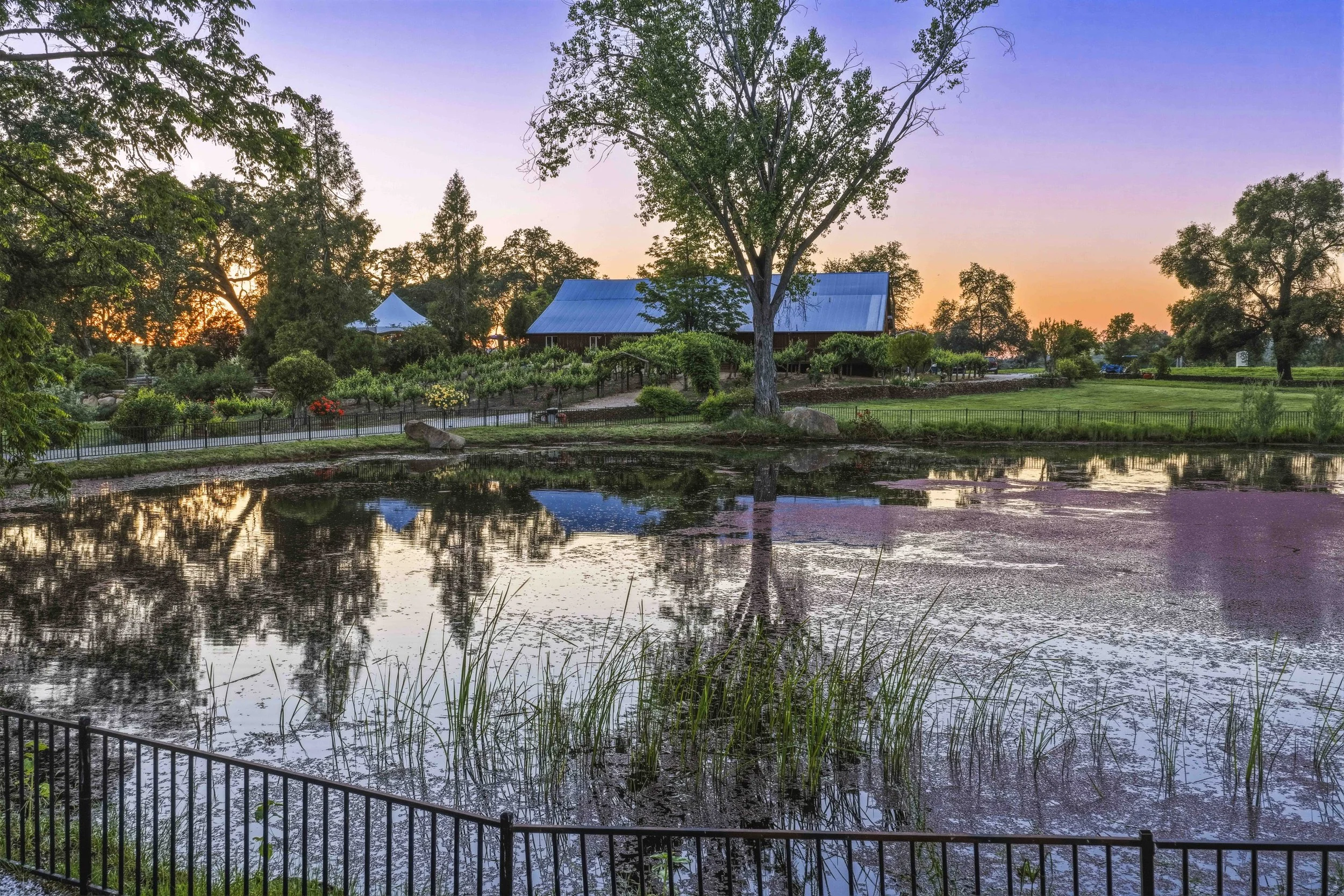 Young's Vineyard Twilights - _28.jpg