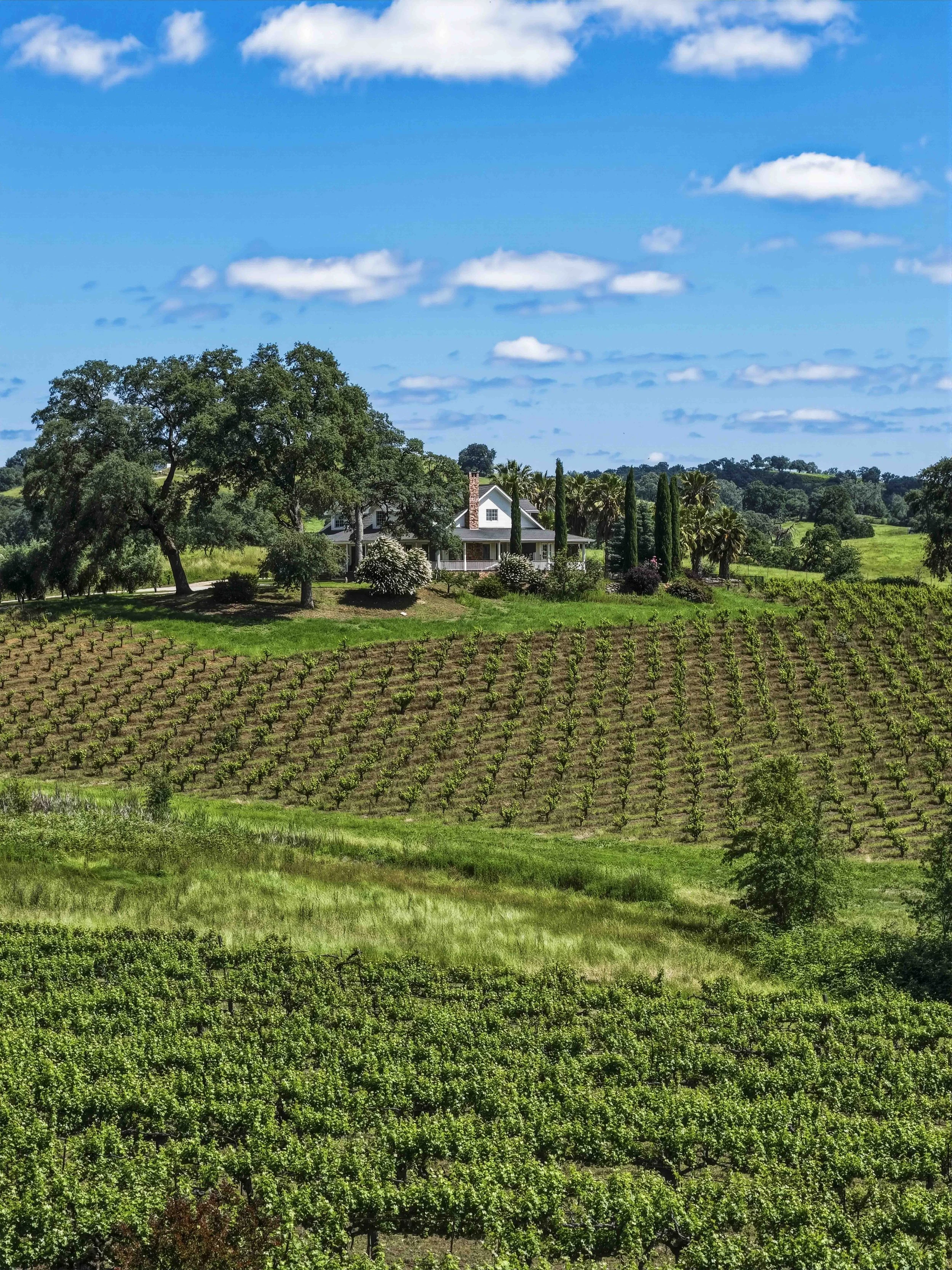 Young's Vineyard - 25.jpg
