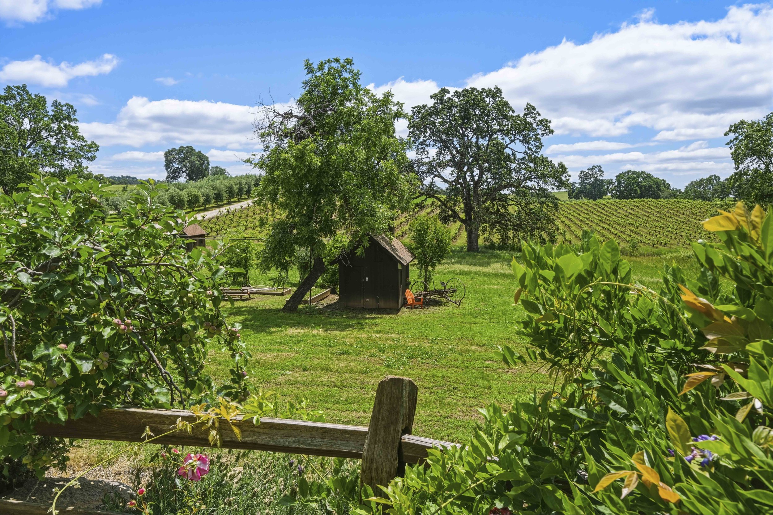 Young's Vineyard - 119.jpg