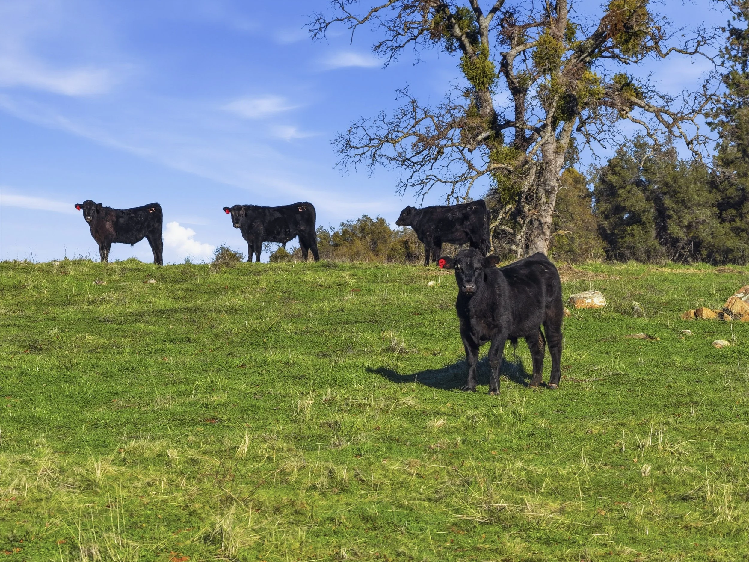 11777 Shenandoah Rd 32.jpg