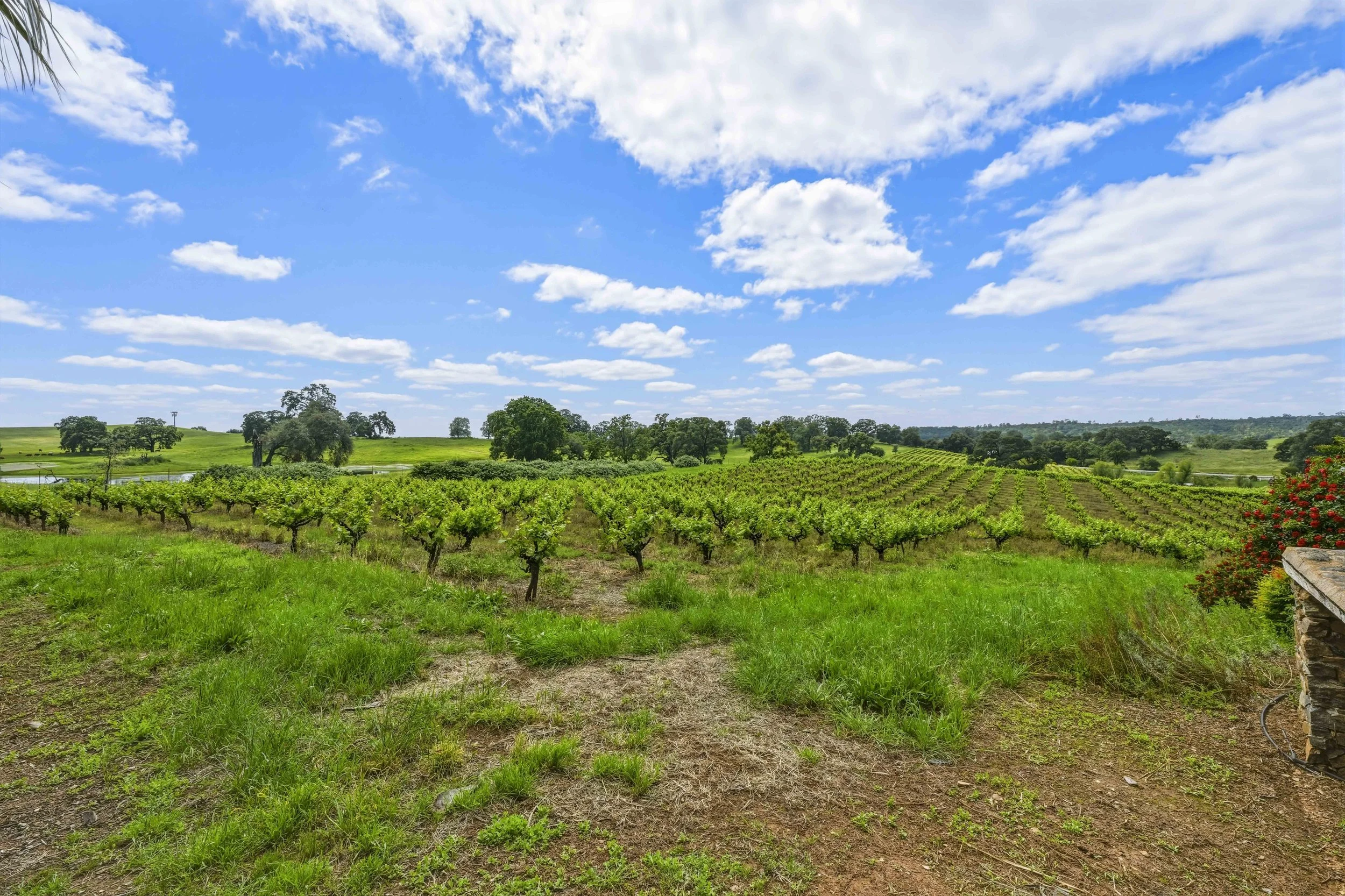 Young's Vineyard - 168.jpg