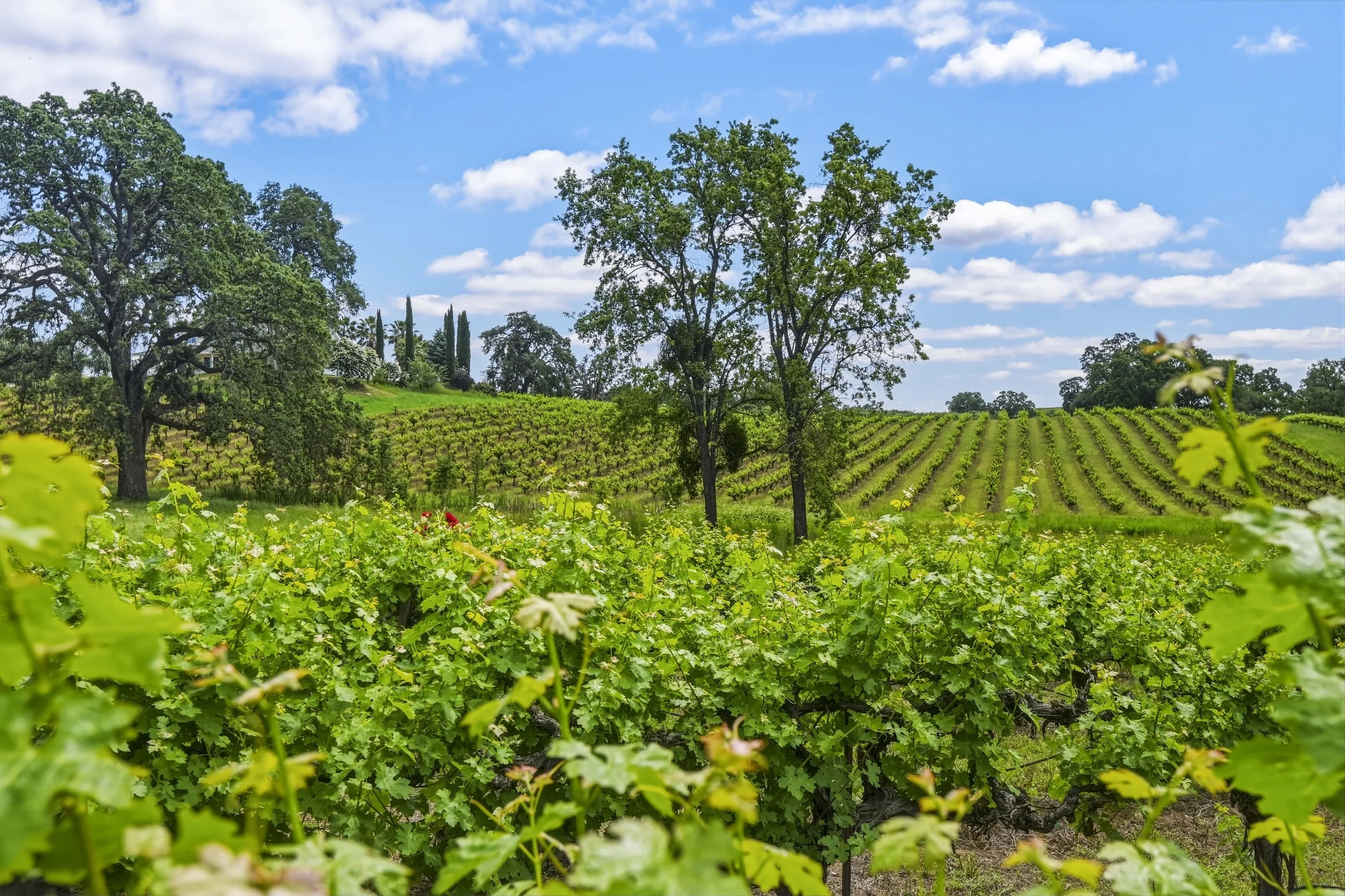Youngs Vineyard 207.jpg