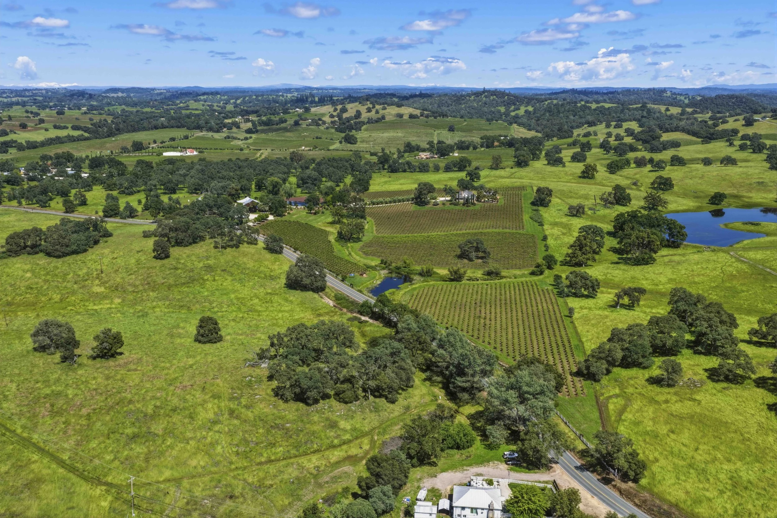Youngs Vineyard 99.jpg