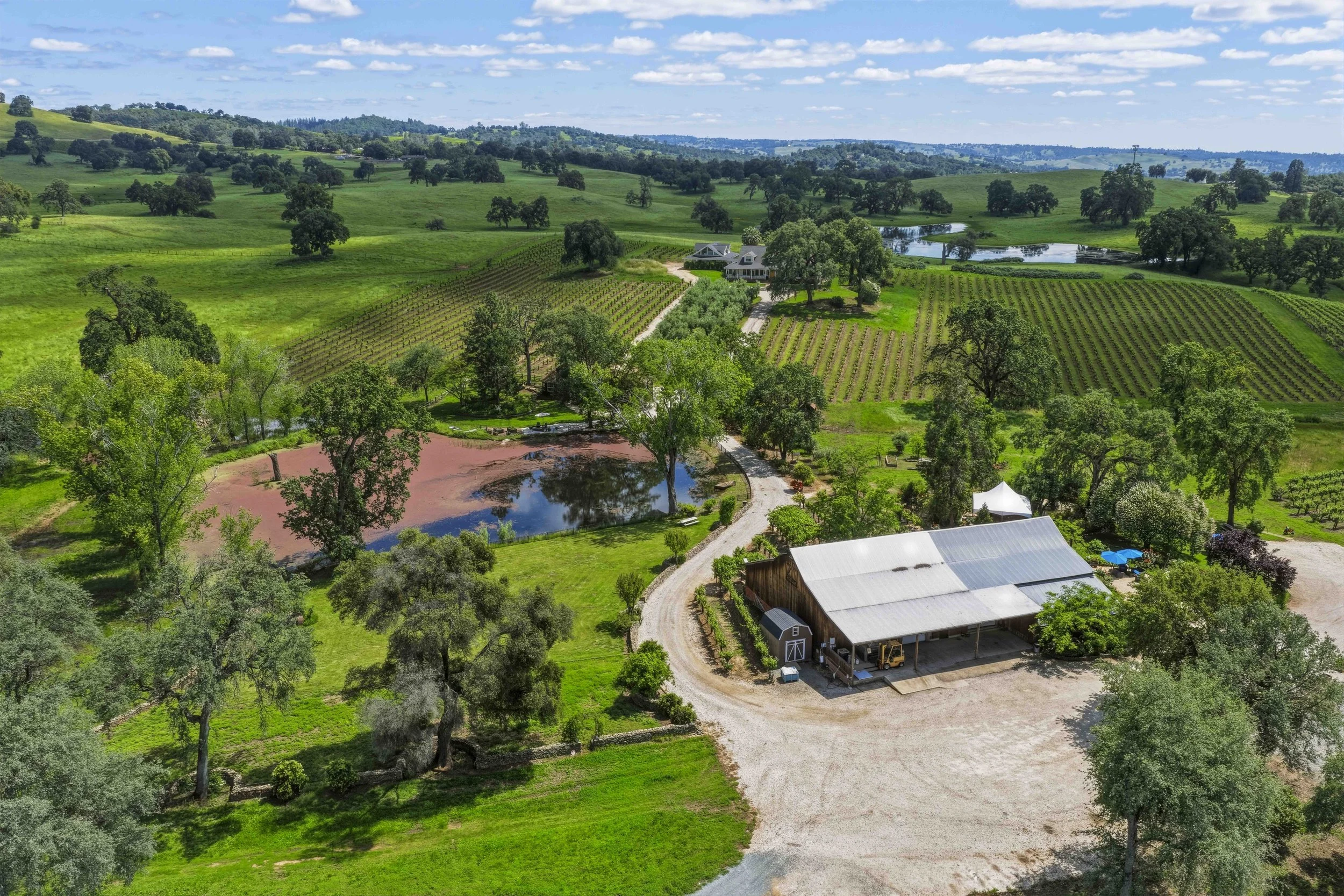Young's Vineyard - 3.jpg