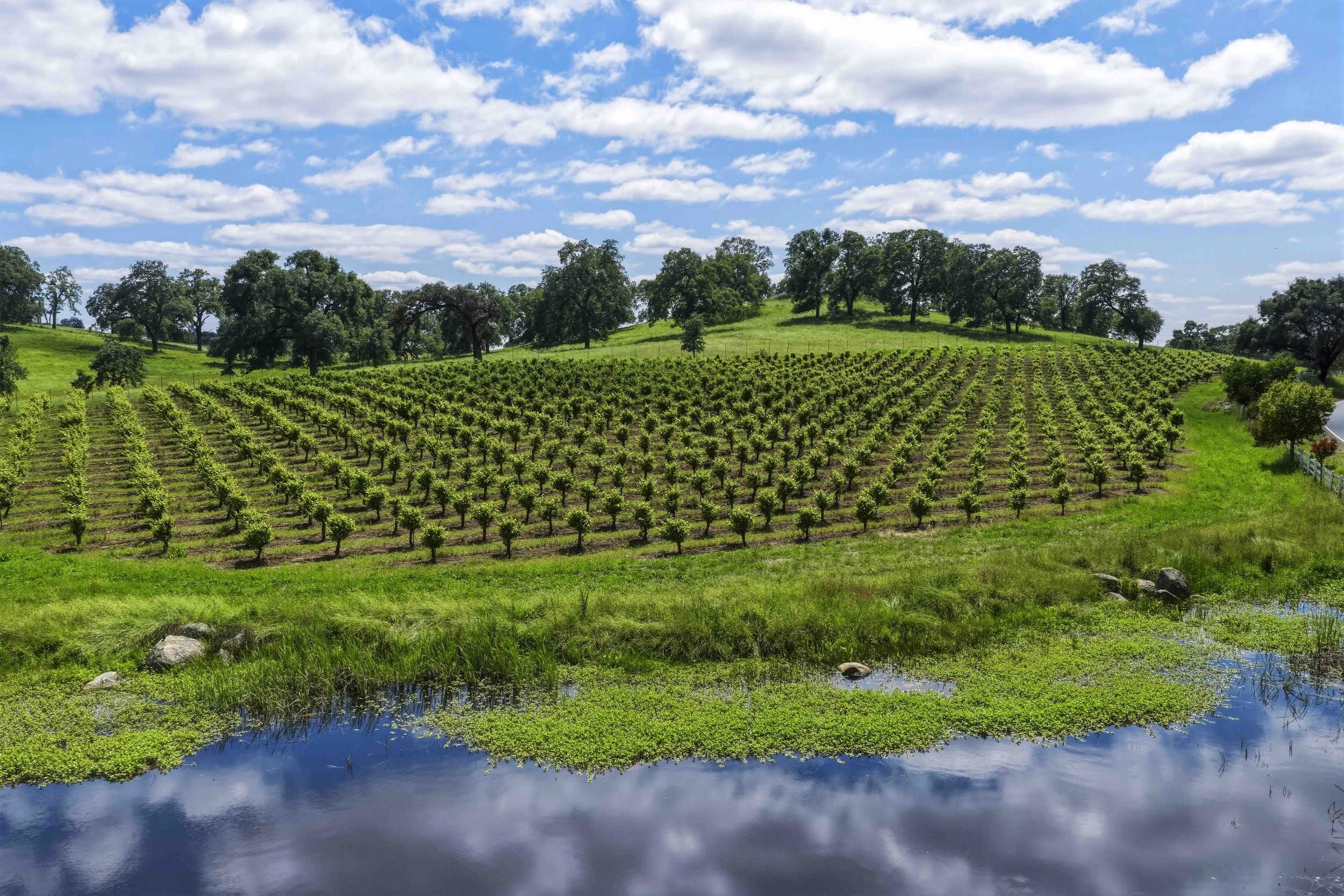Young's Vineyard - 15.jpg