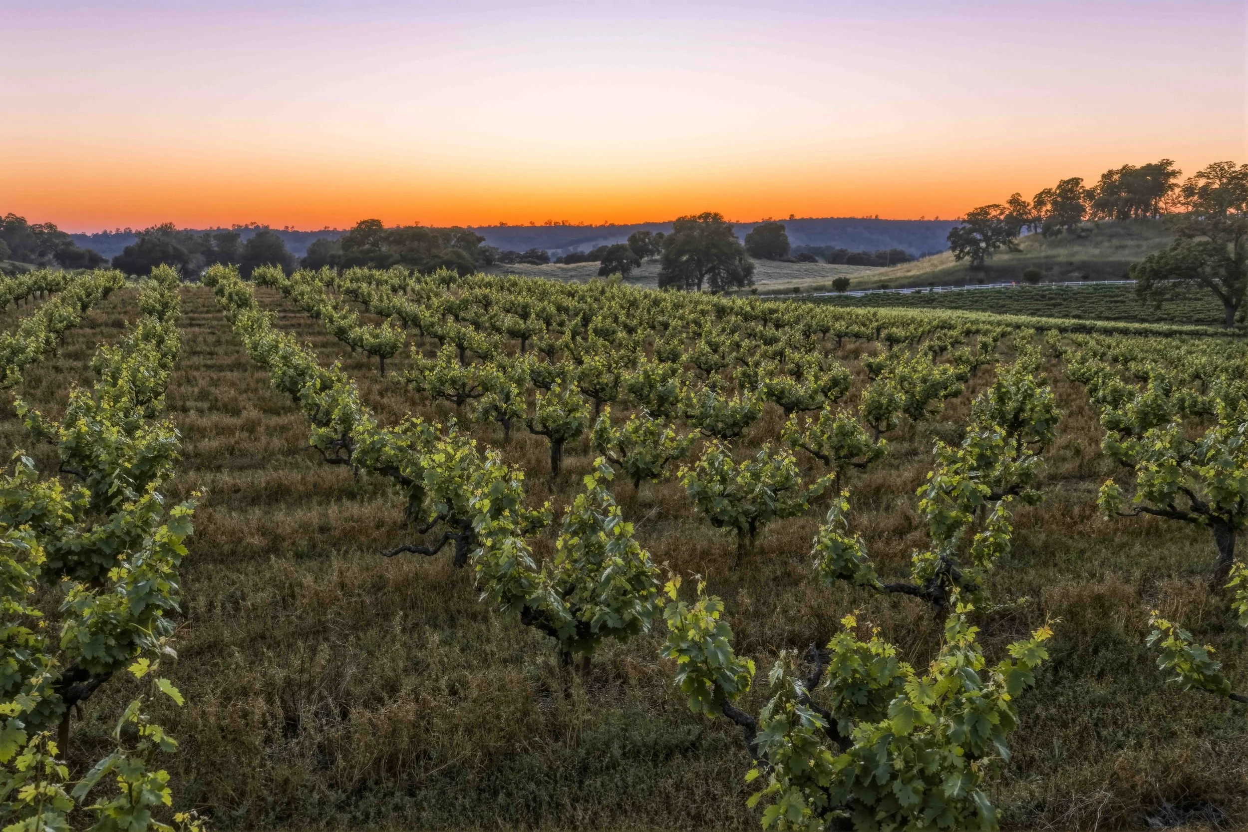 Young's Vineyard Twilights - _42.jpg