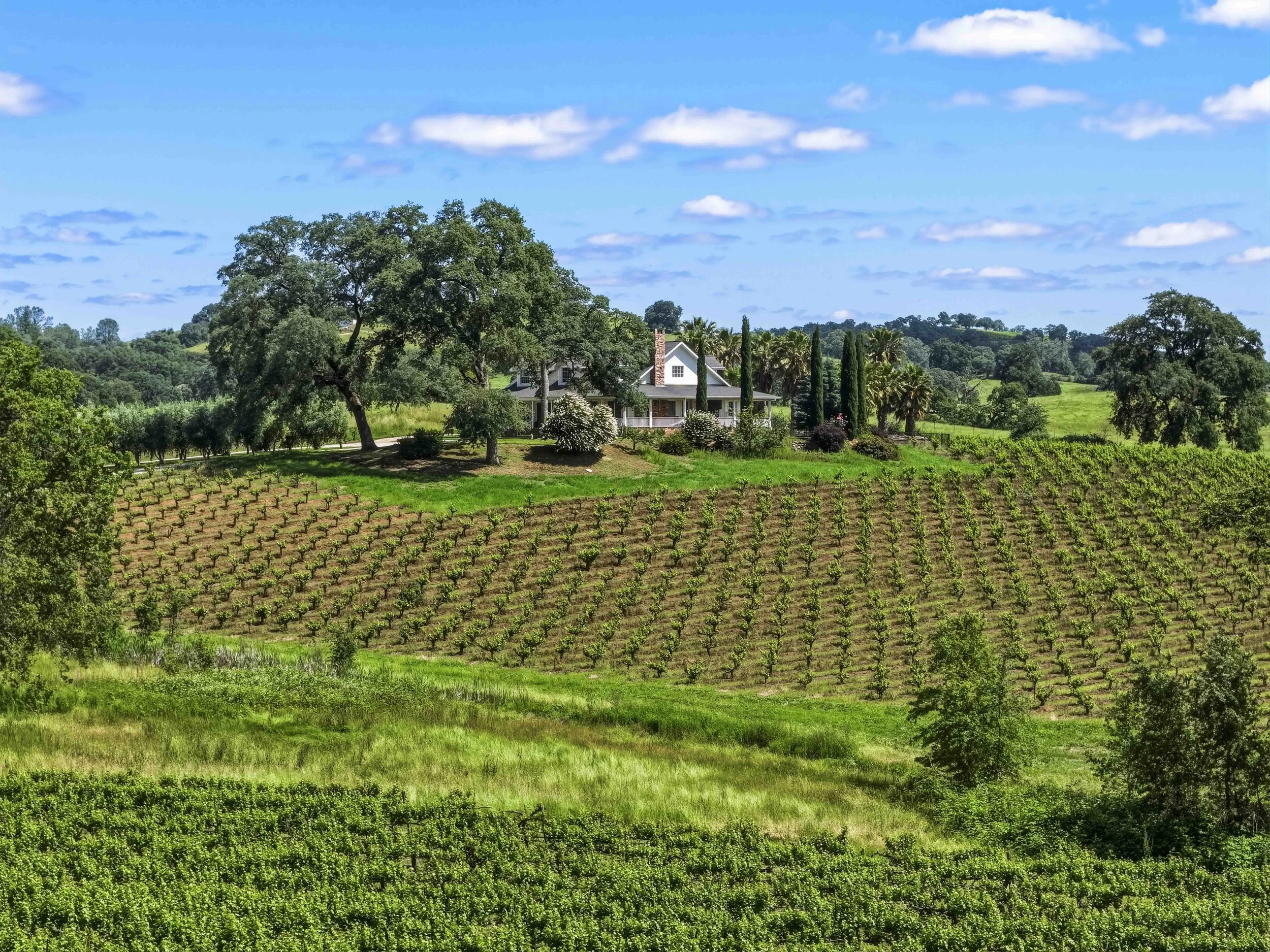 Young's Vineyard - 24.jpg