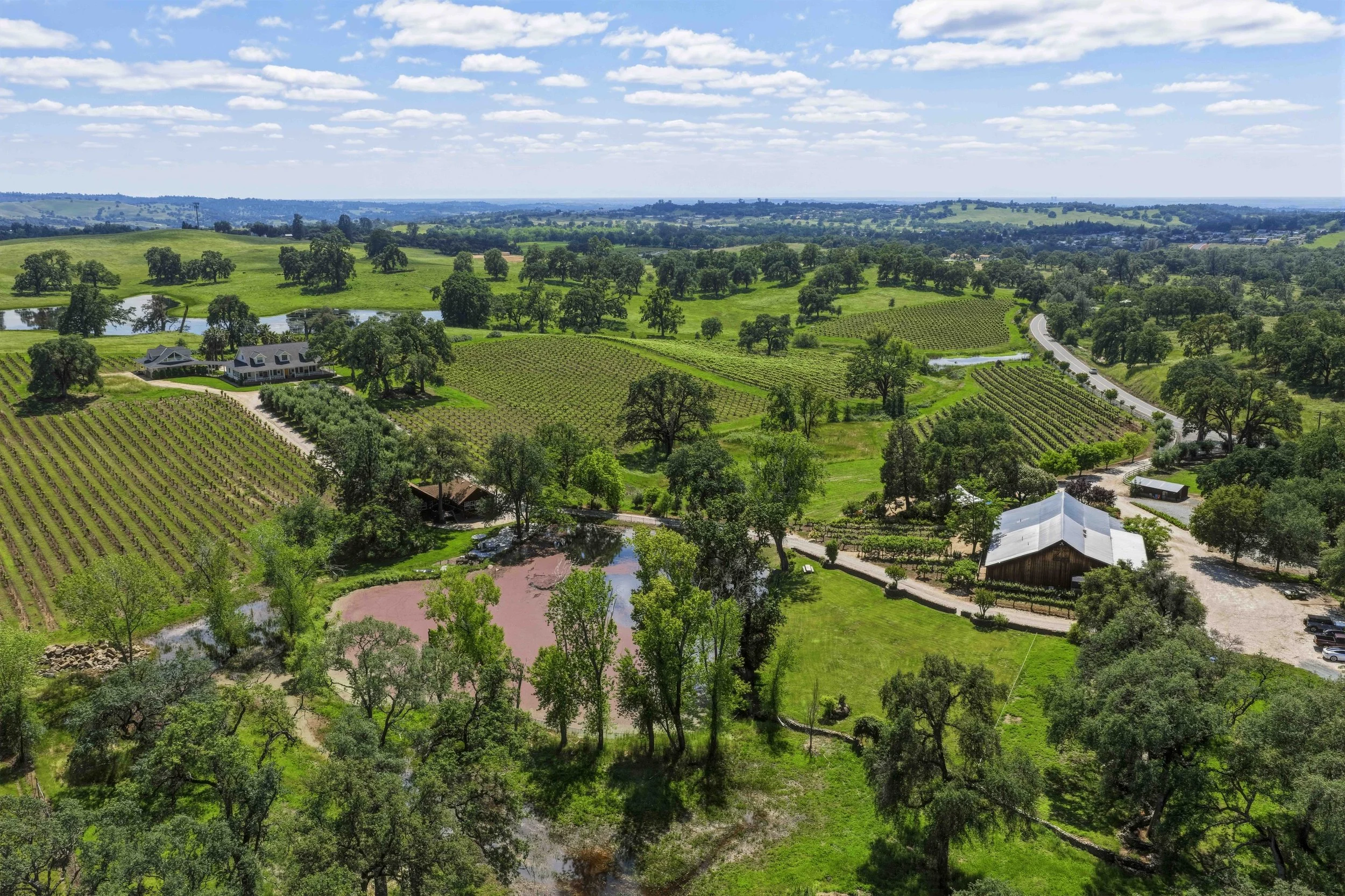 Young's Vineyard - 17.jpg
