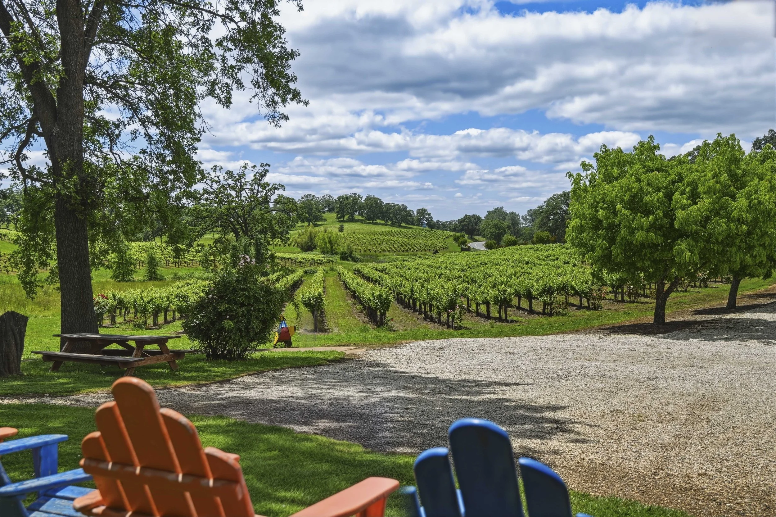 Young's Vineyard - 108.jpg