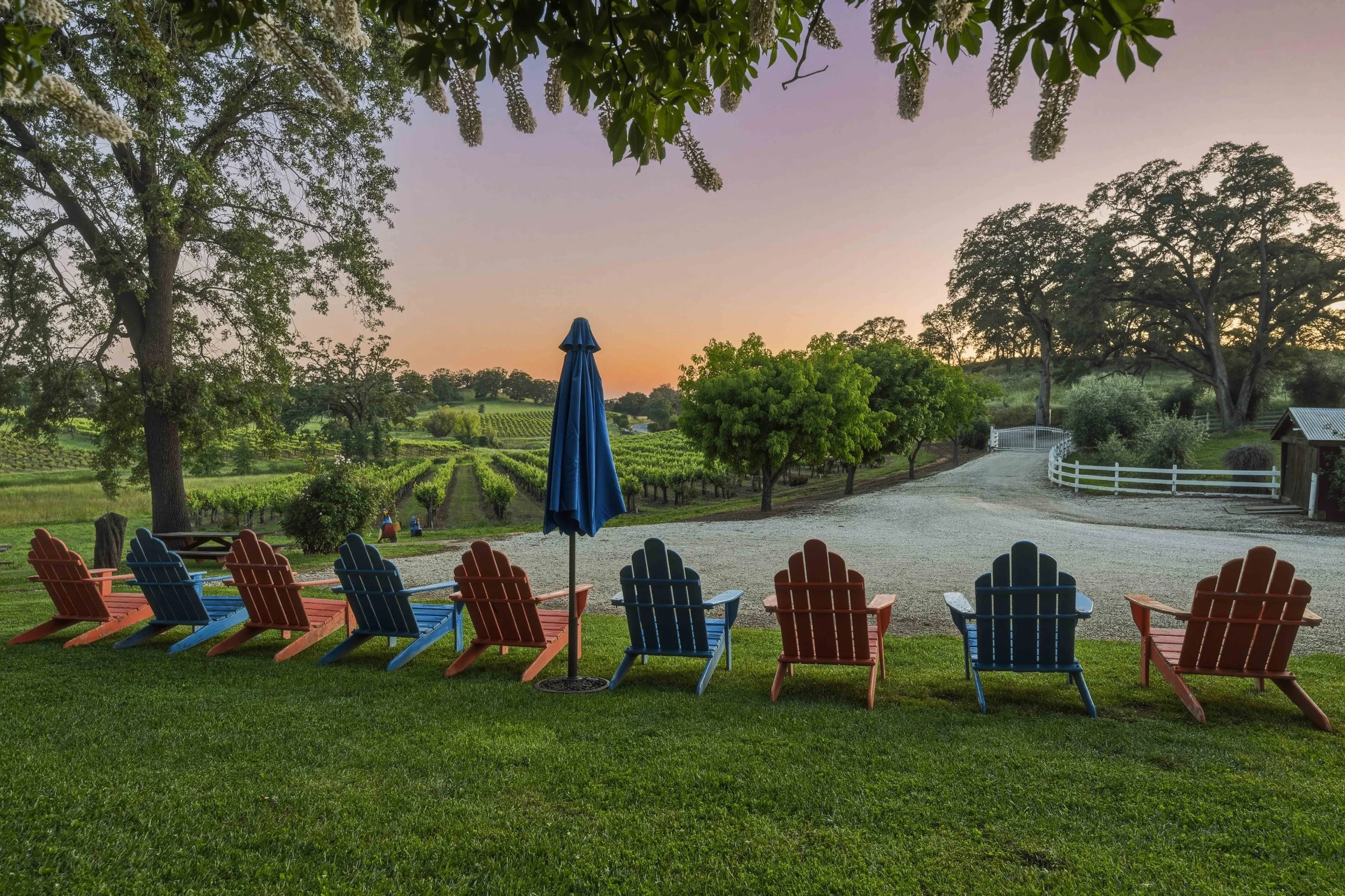 Young's Vineyard Twilights - _56.jpg
