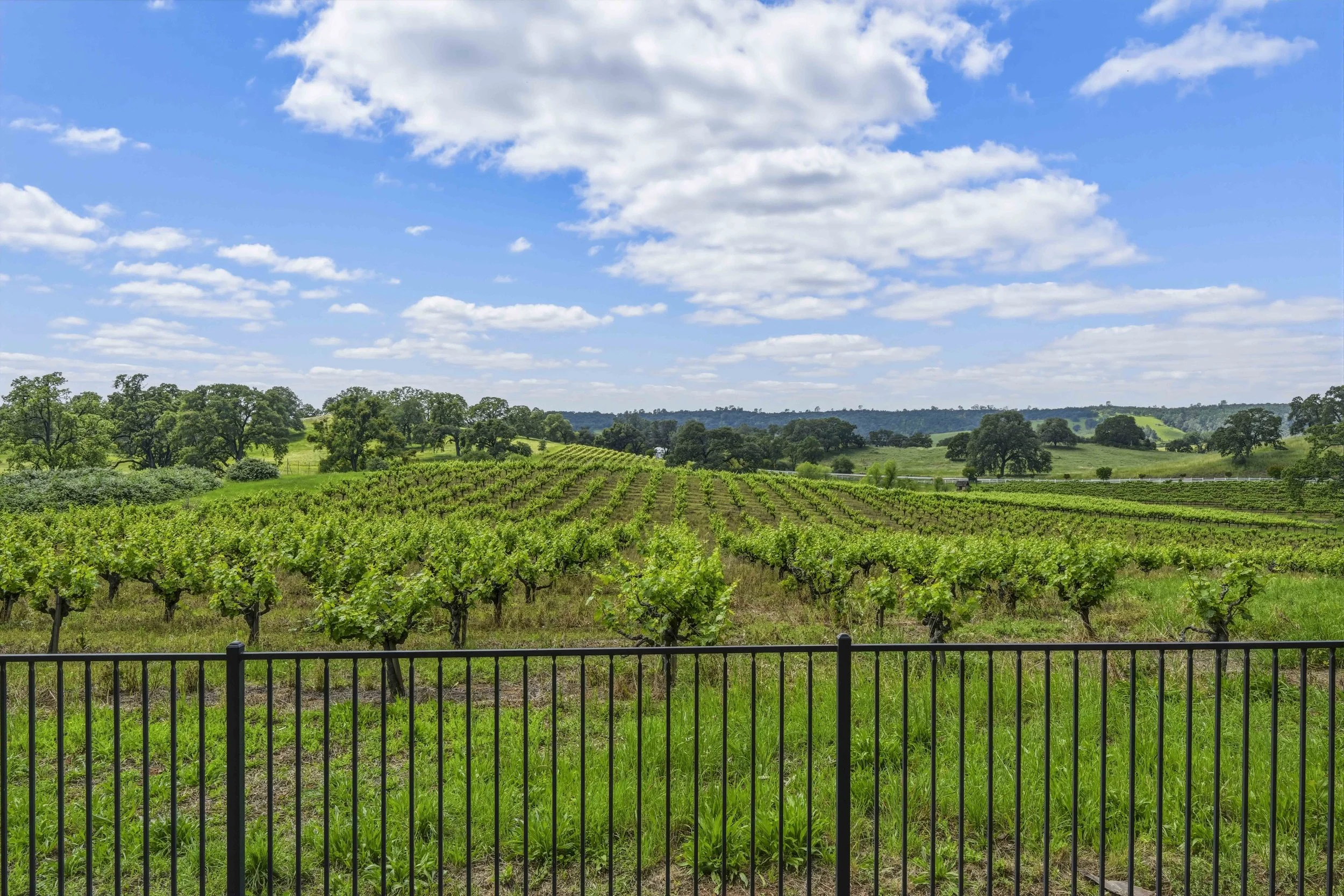 Young's Vineyard - 180.jpg