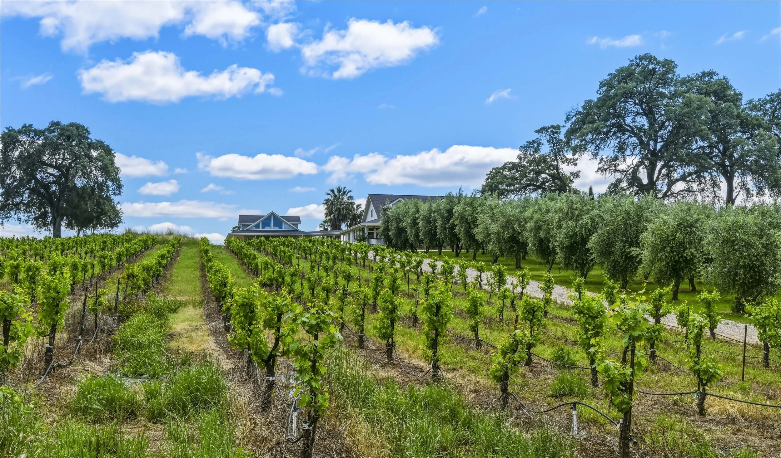 Young's Vineyard - 166.jpg