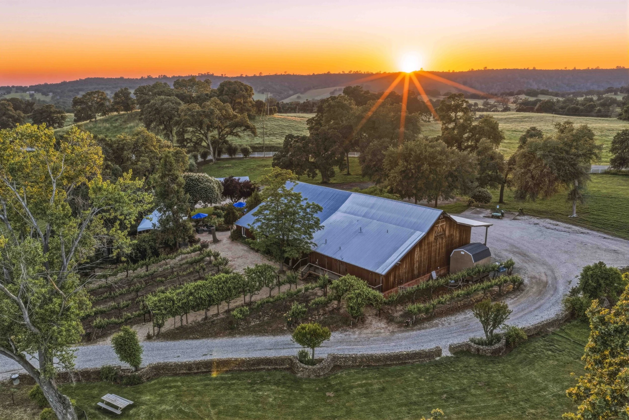 Young's Vineyard Twilights - _17.jpg