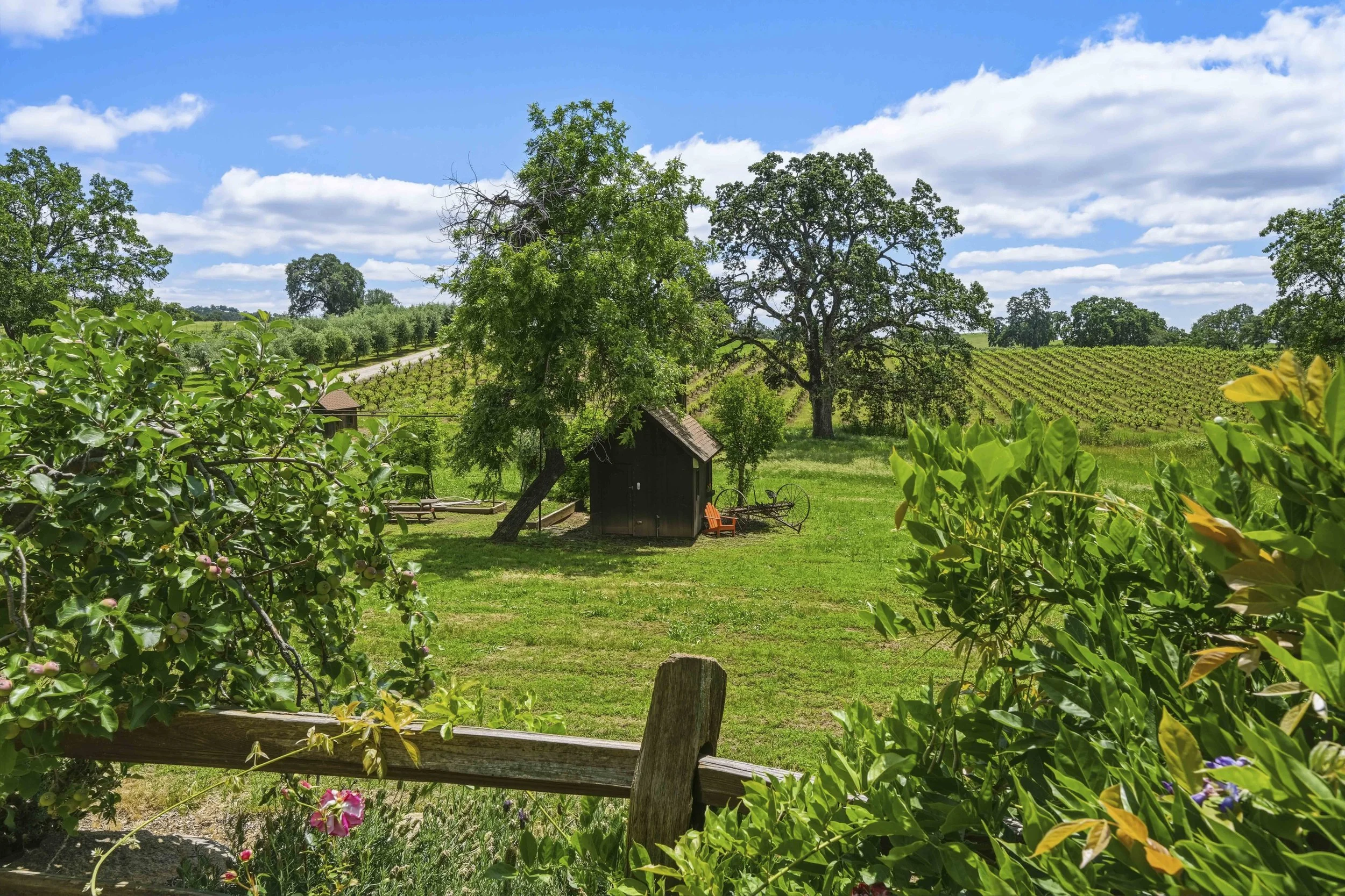 Youngs Vineyard 181.jpg