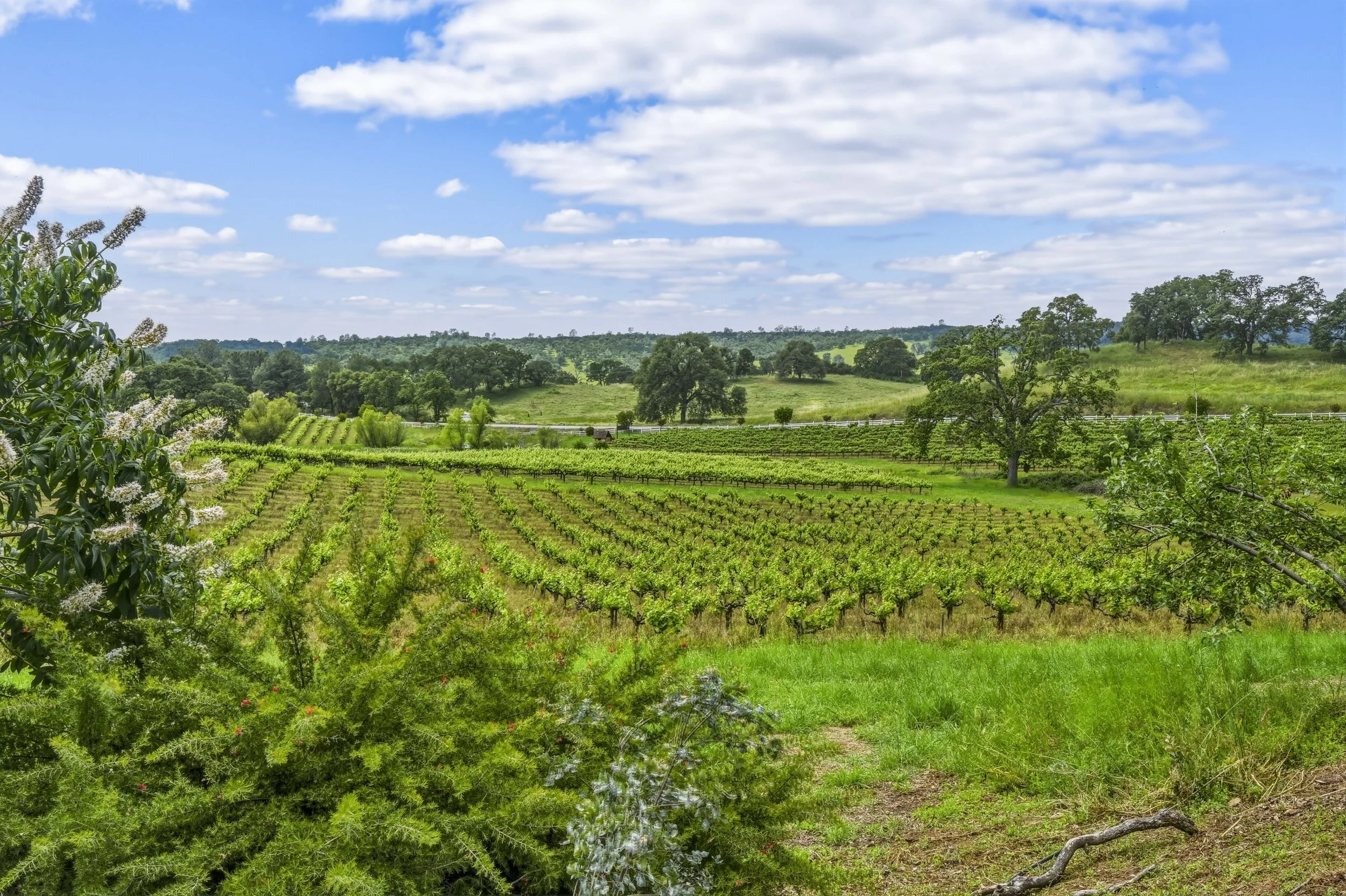 Young's Vineyard - 167.jpg
