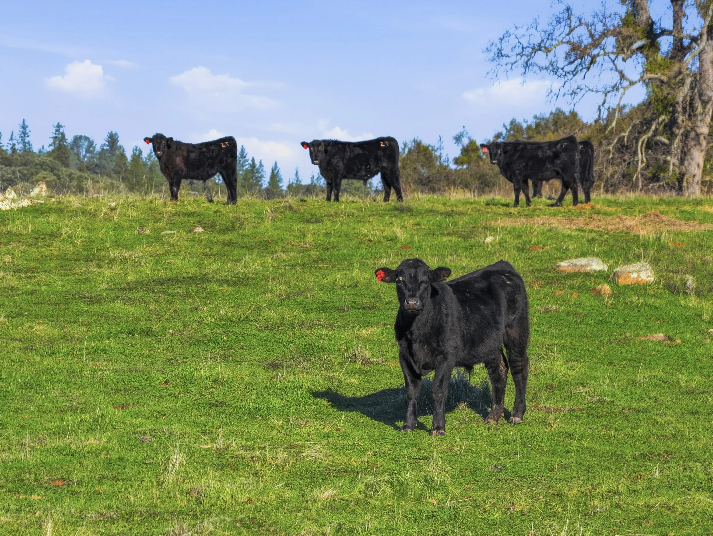 11777 Shenandoah Rd 6.jpg