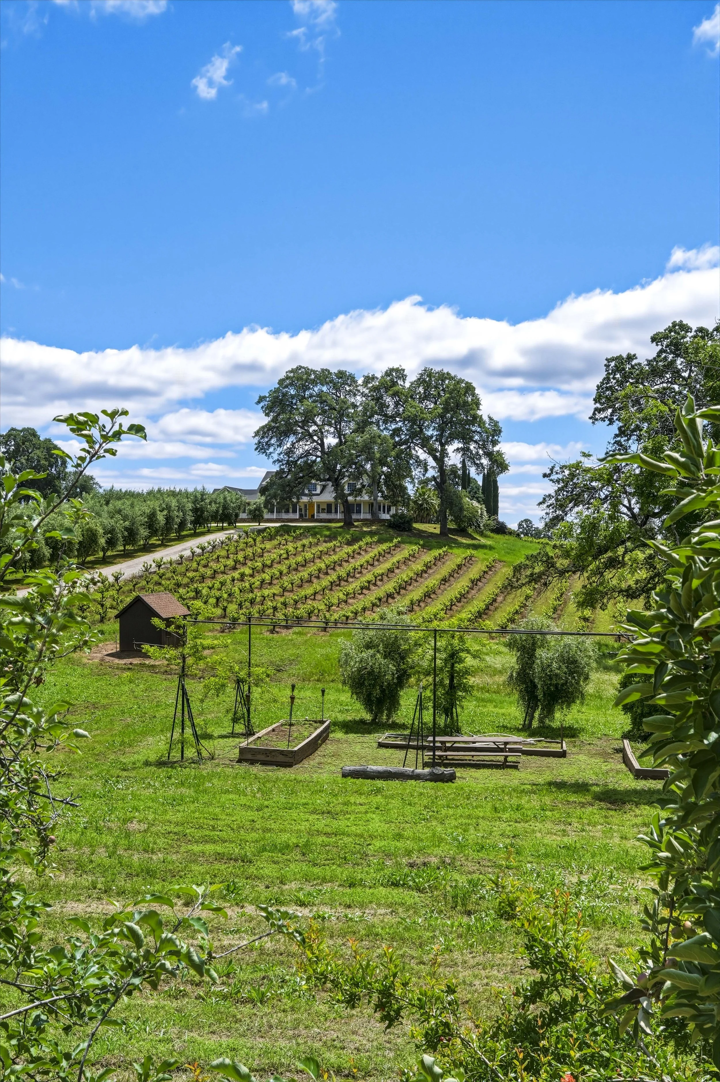 Young's Vineyard - 121.jpg