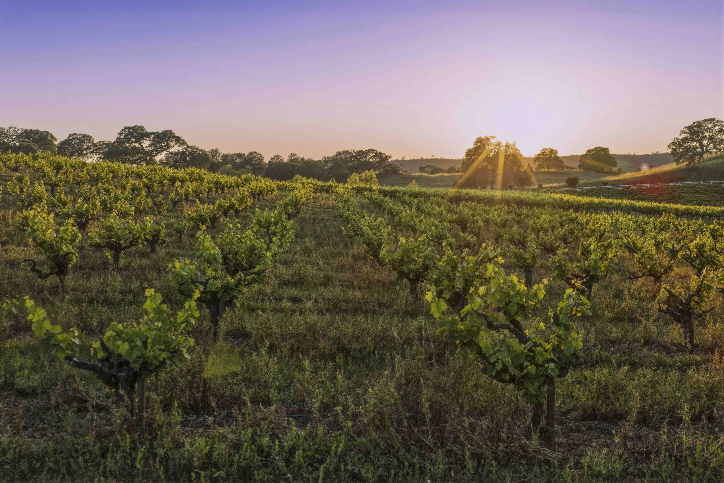 Youngs Vineyard 5.jpg
