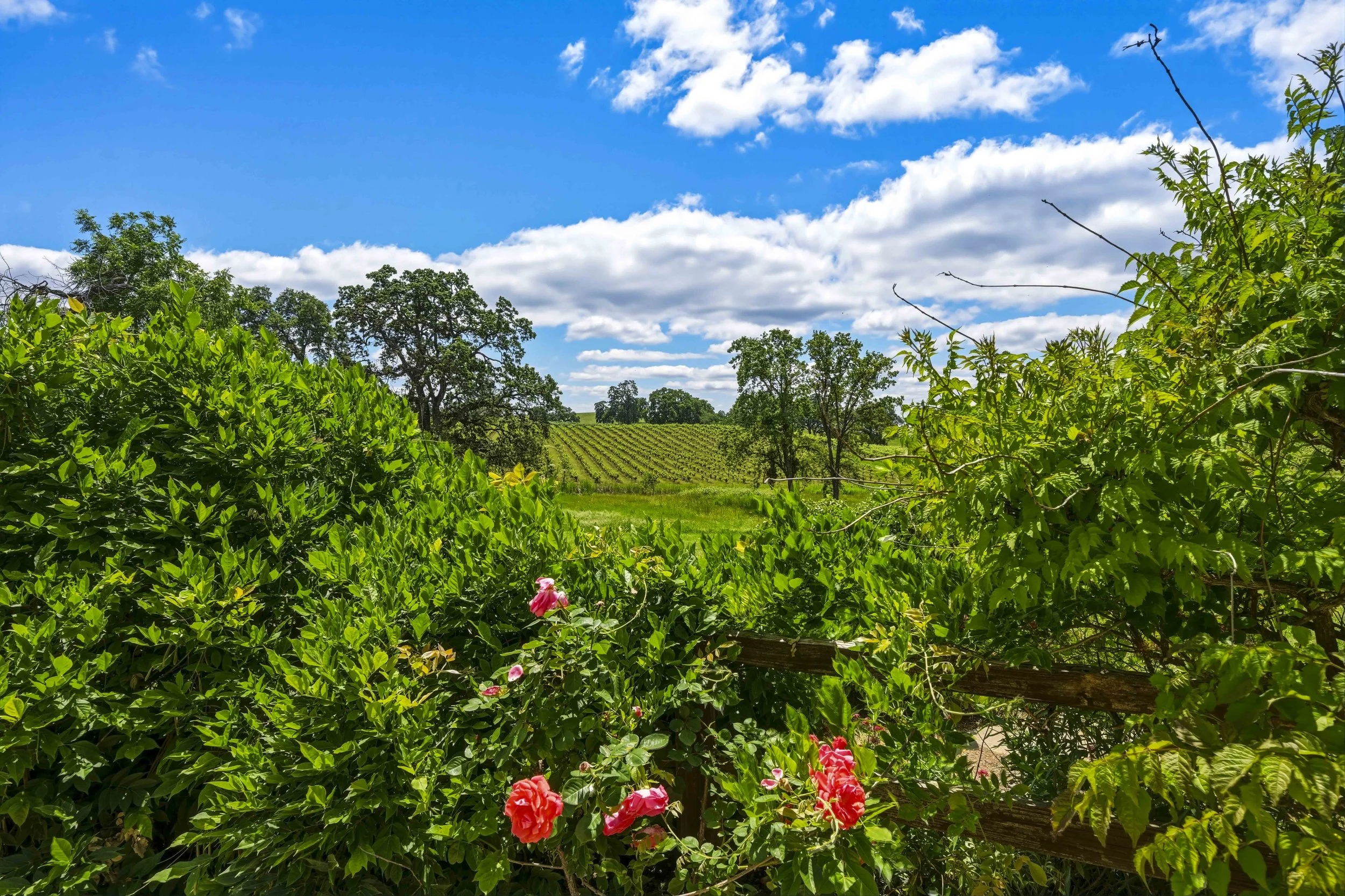Young's Vineyard - 117.jpg