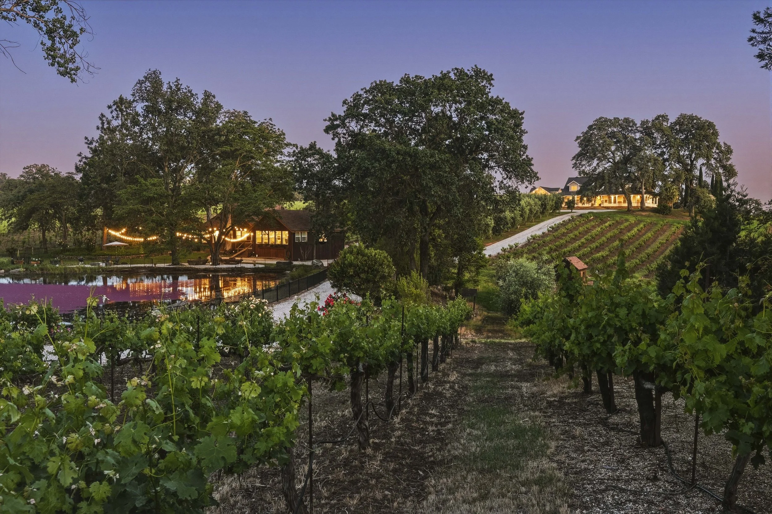 Young's Vineyard Twilights - _61.jpg