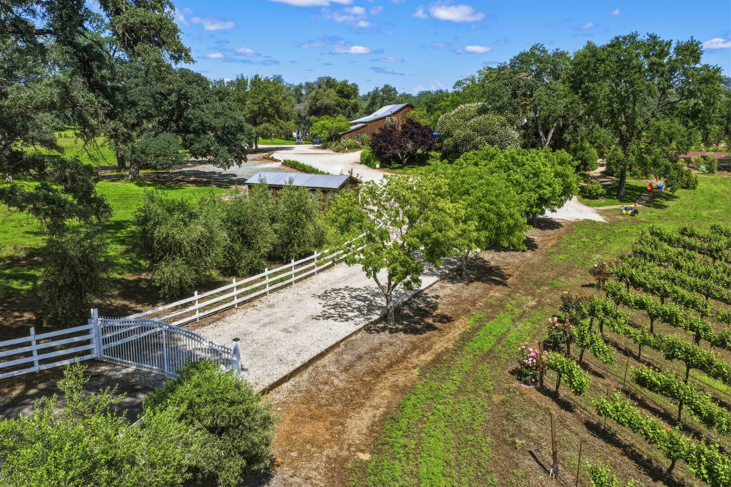 Youngs Vineyard 92.jpg
