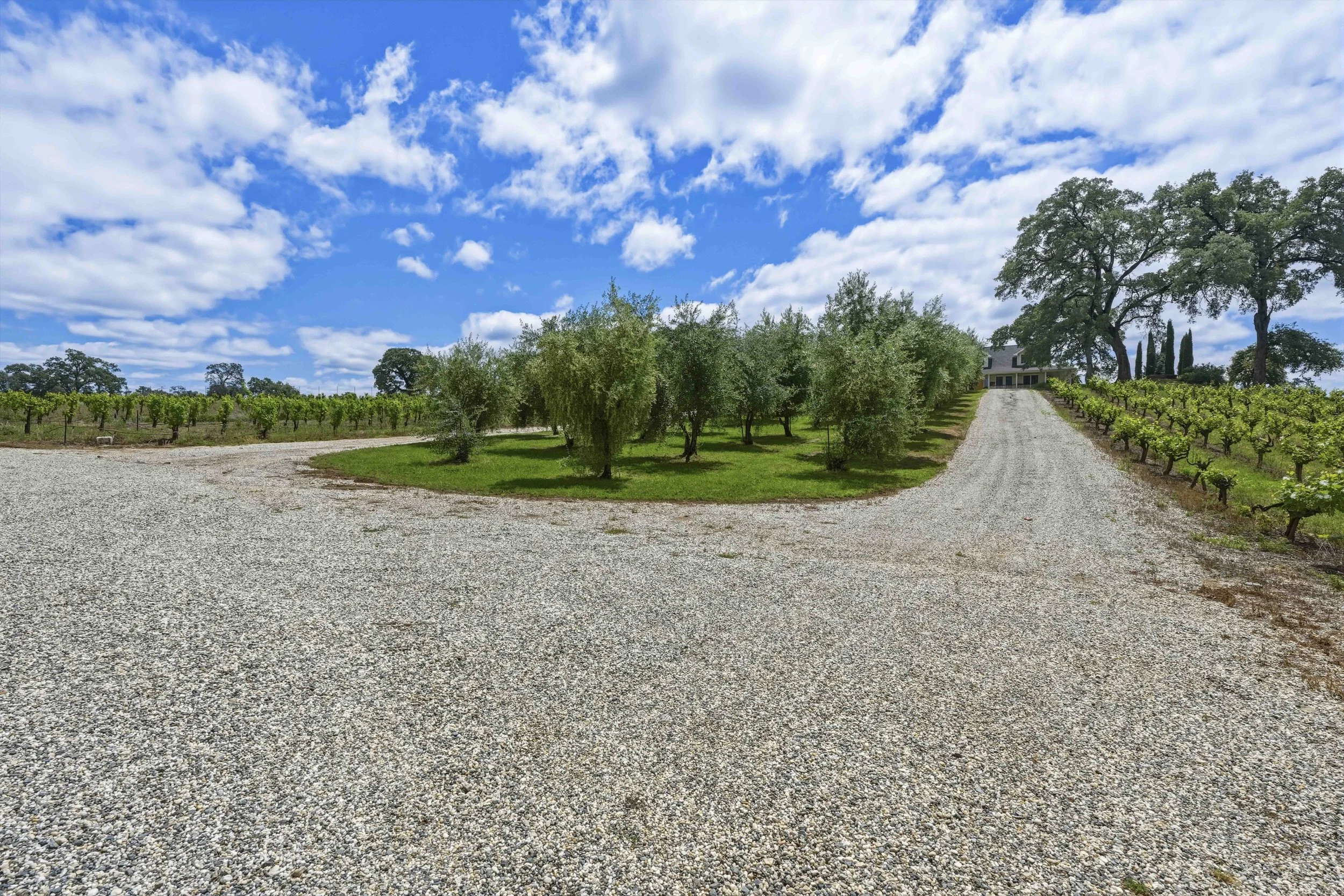 Young's Vineyard - 104.jpg