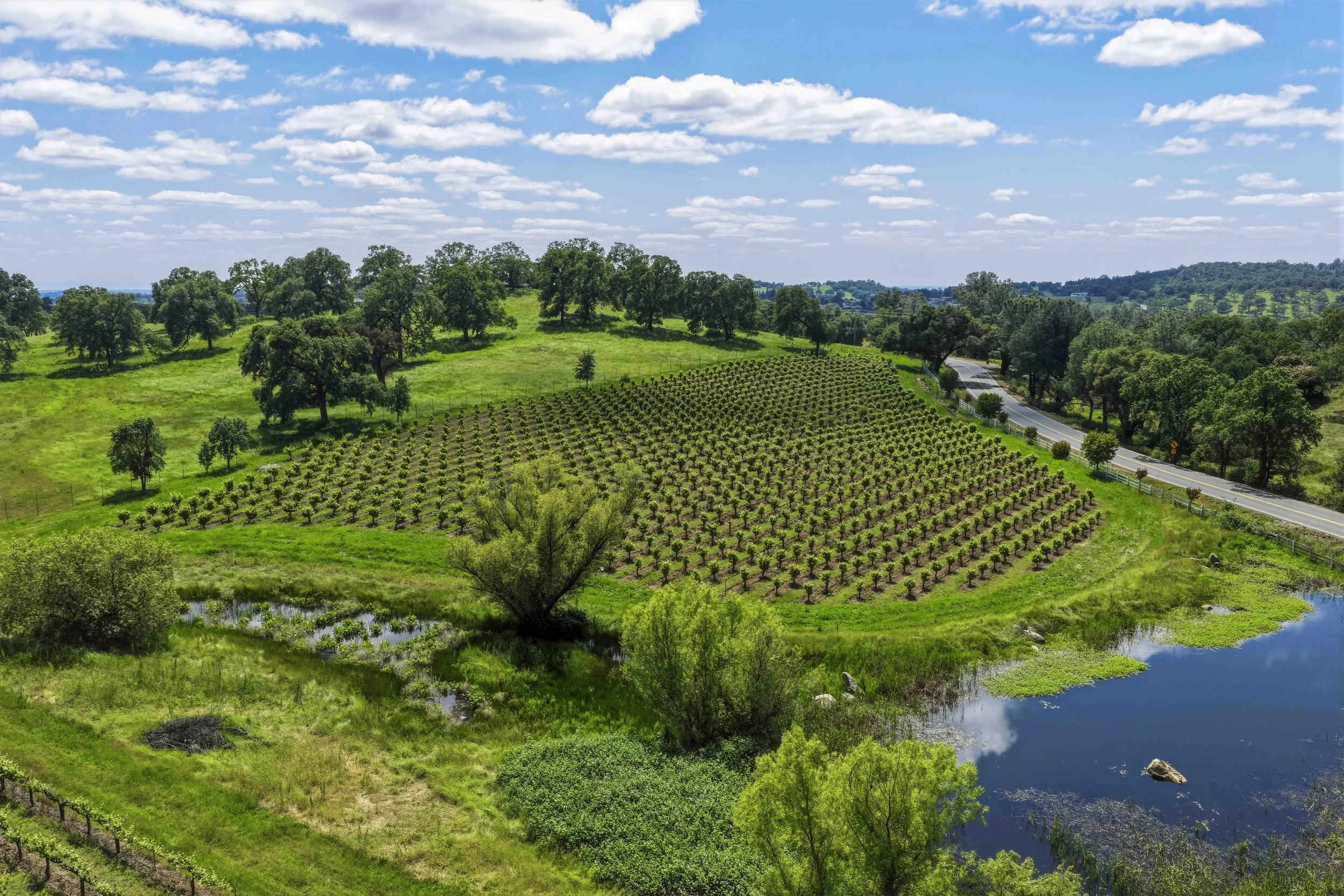 Young's Vineyard - 14.jpg